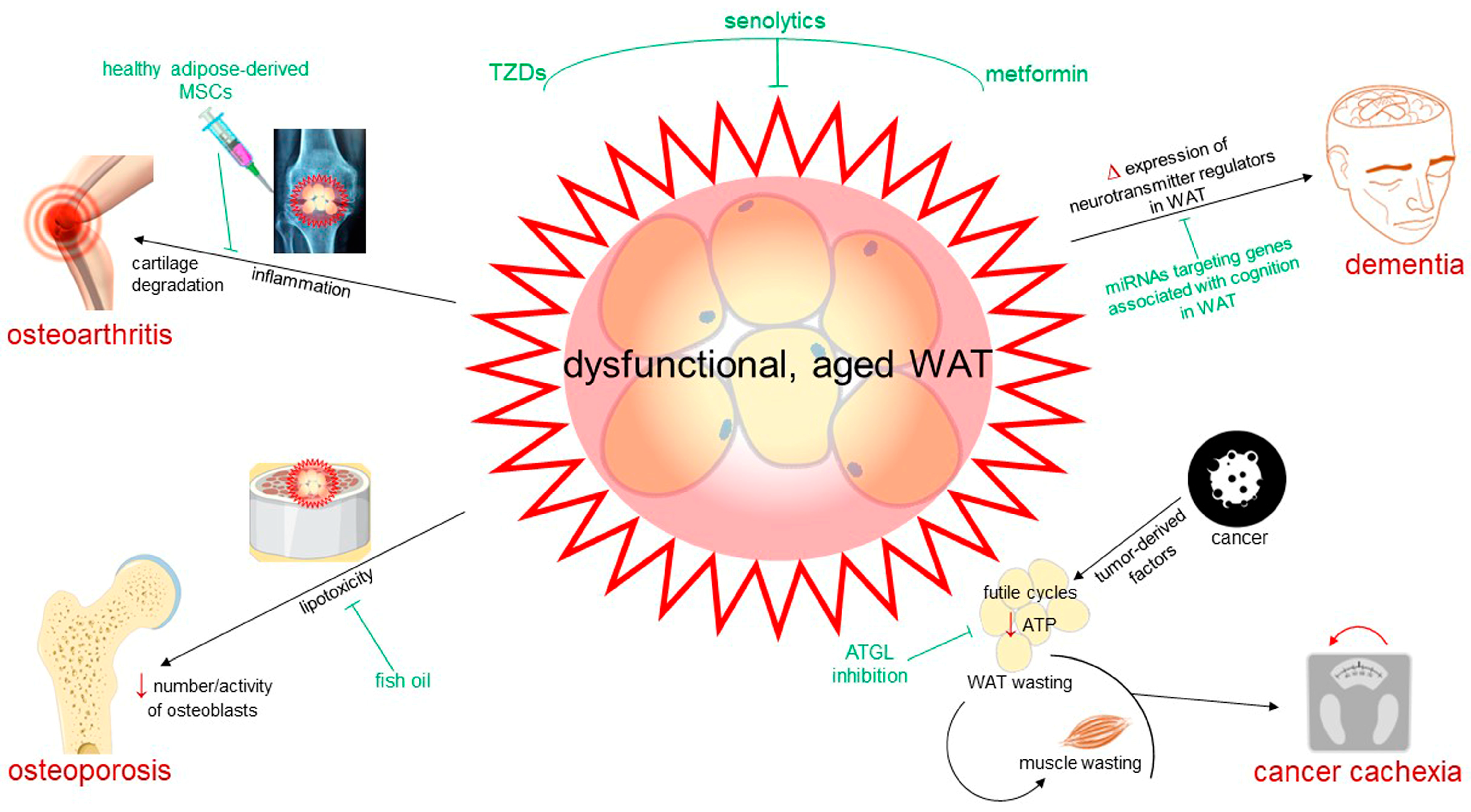 Cells 13 00763 g004 Cells 13 00763 g004
