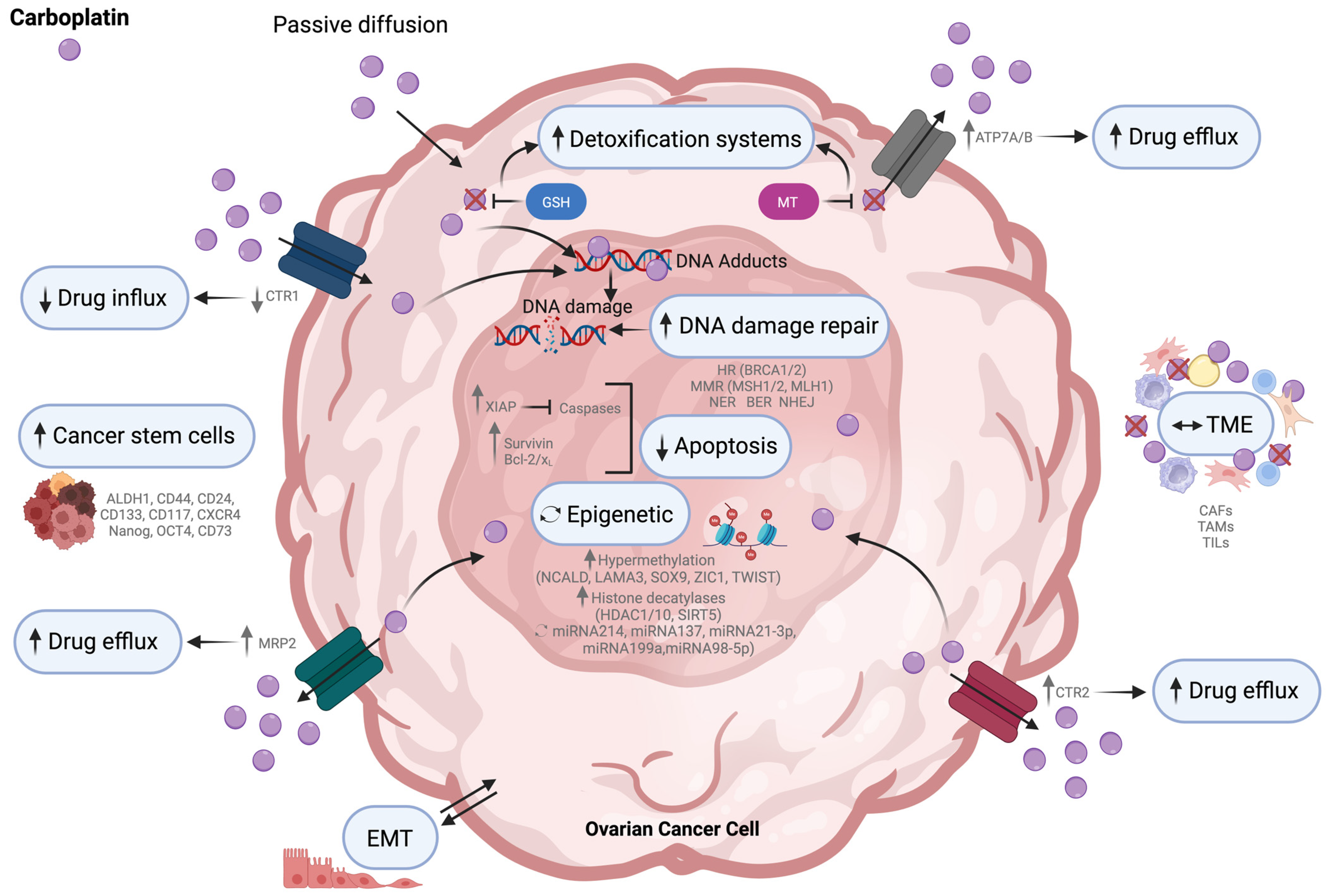 Cells 13 00786 g001 Cells 13 00786 g001