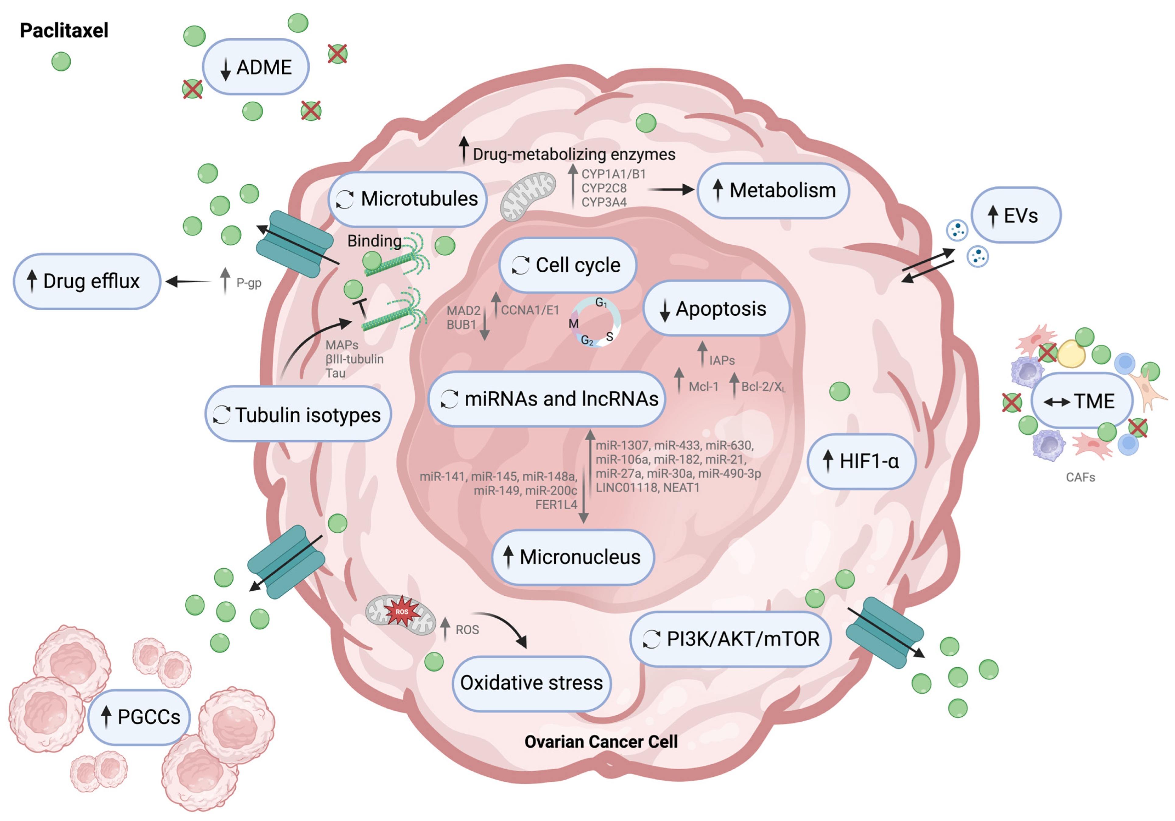 Cells 13 00786 g002 Cells 13 00786 g002