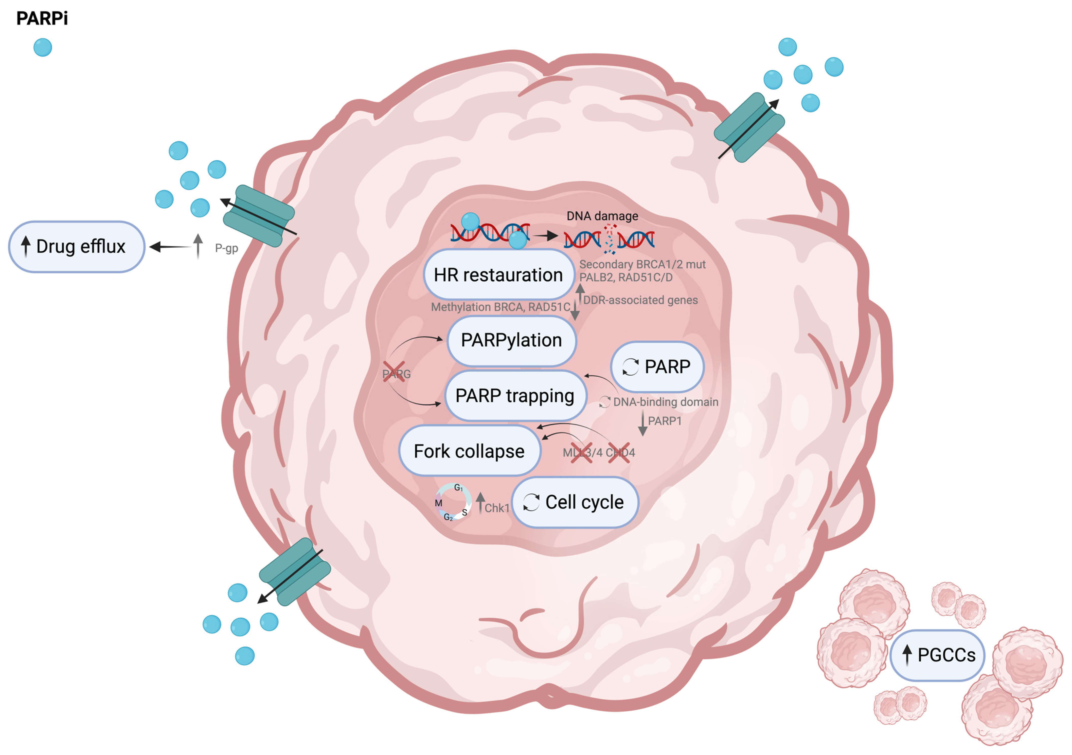 Cells 13 00786 g003 Cells 13 00786 g003