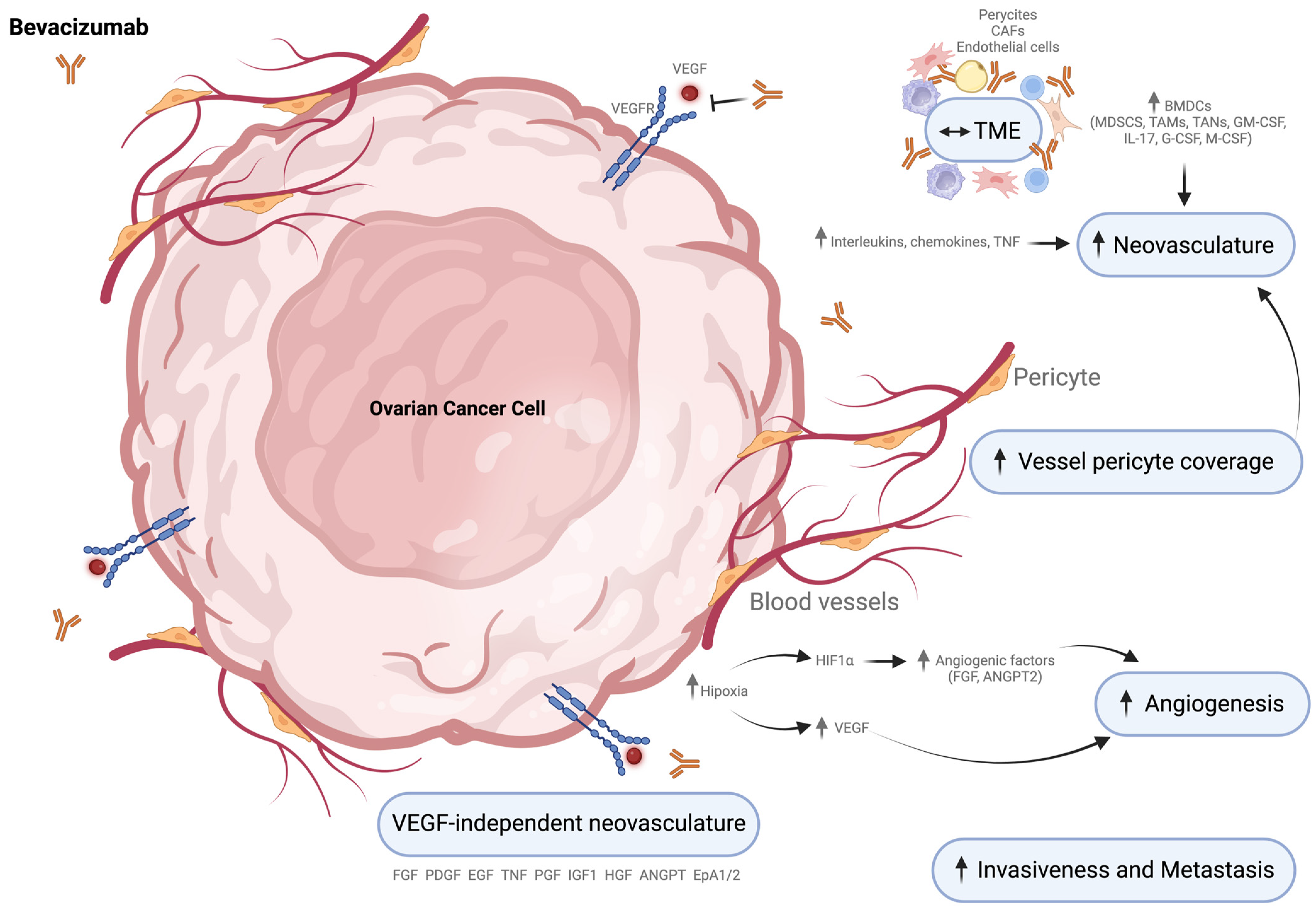 Cells 13 00786 g004 Cells 13 00786 g004