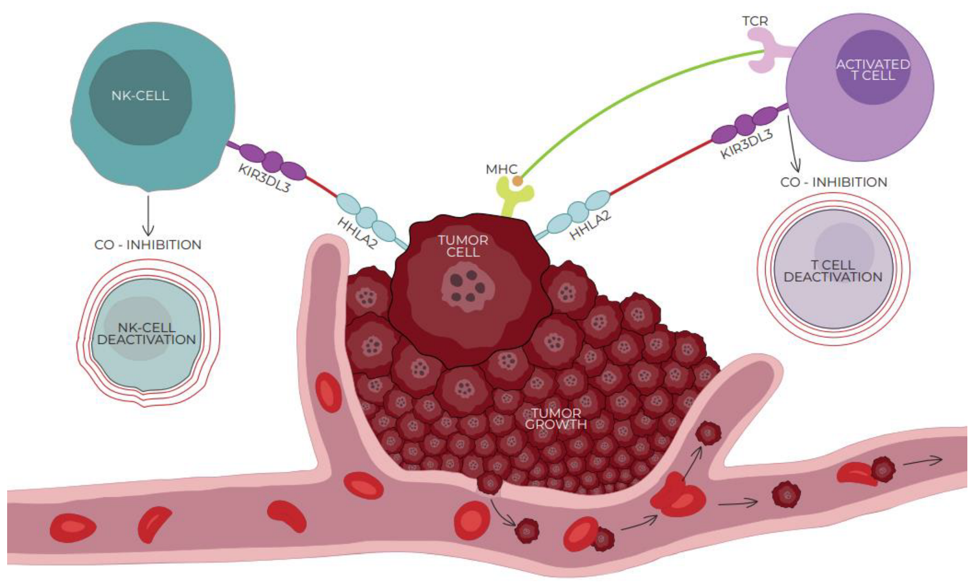 Cells 13 00794 g002