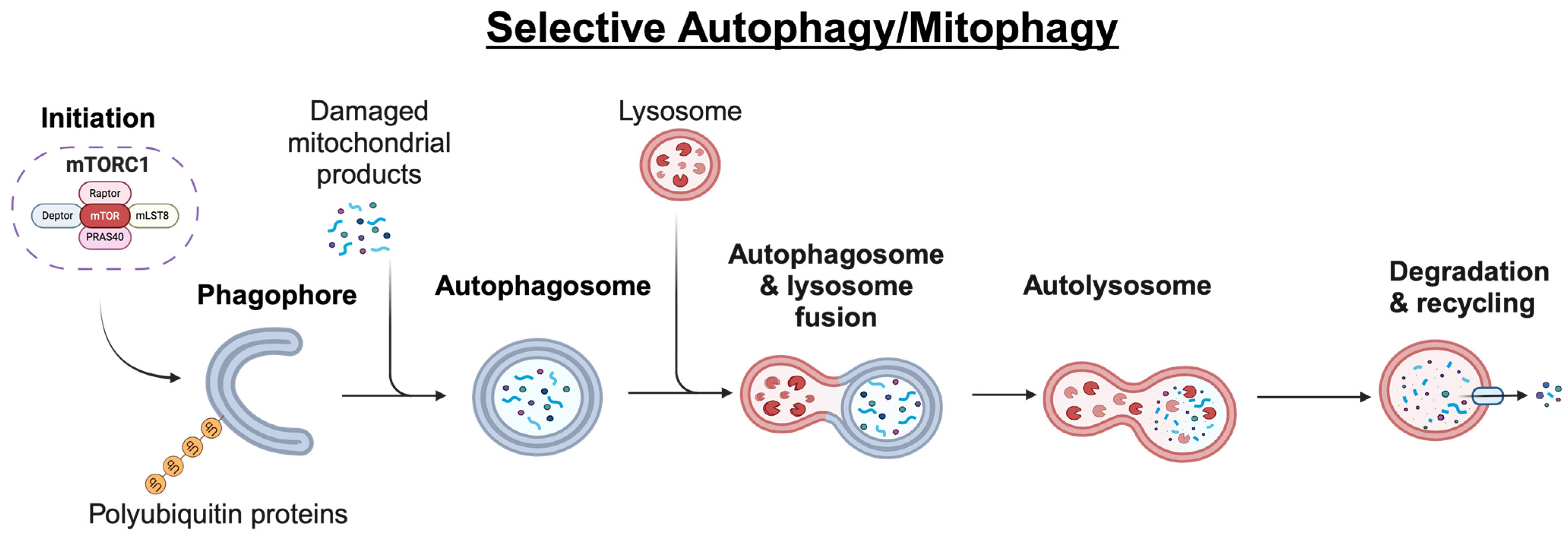 Cells 13 00825 g001b