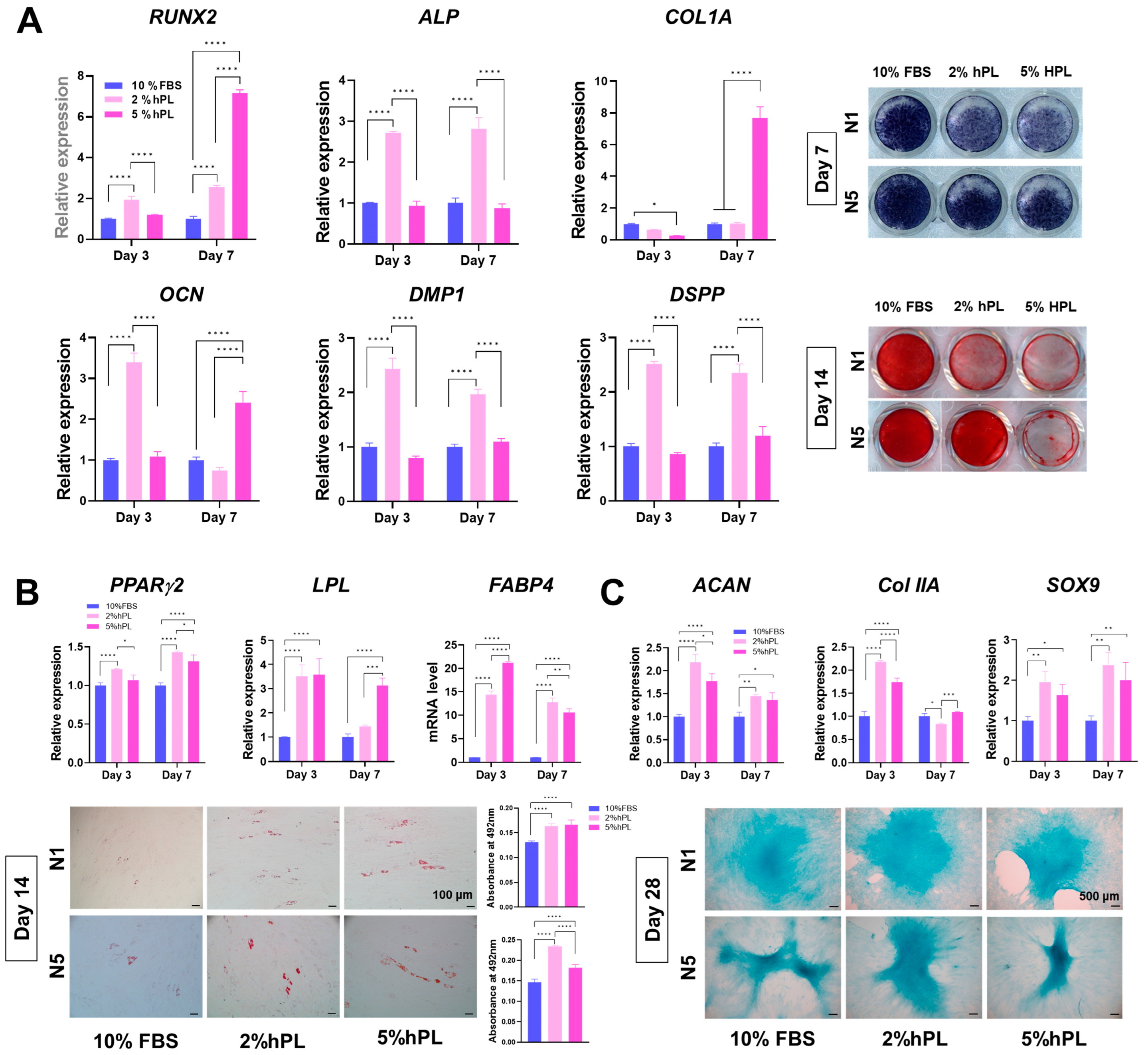 Cells 13 00847 g004a