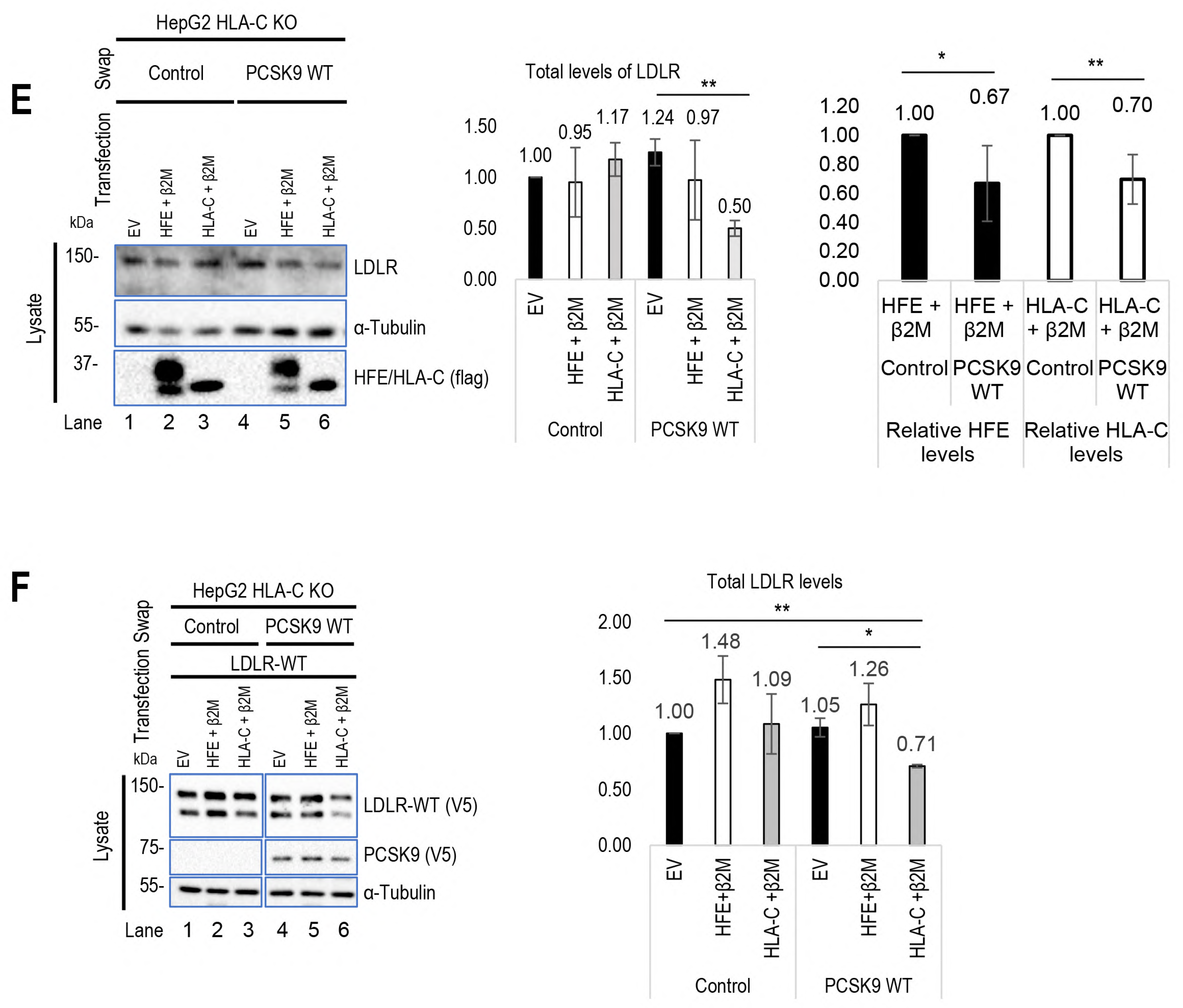 Cells 13 00857 g002b