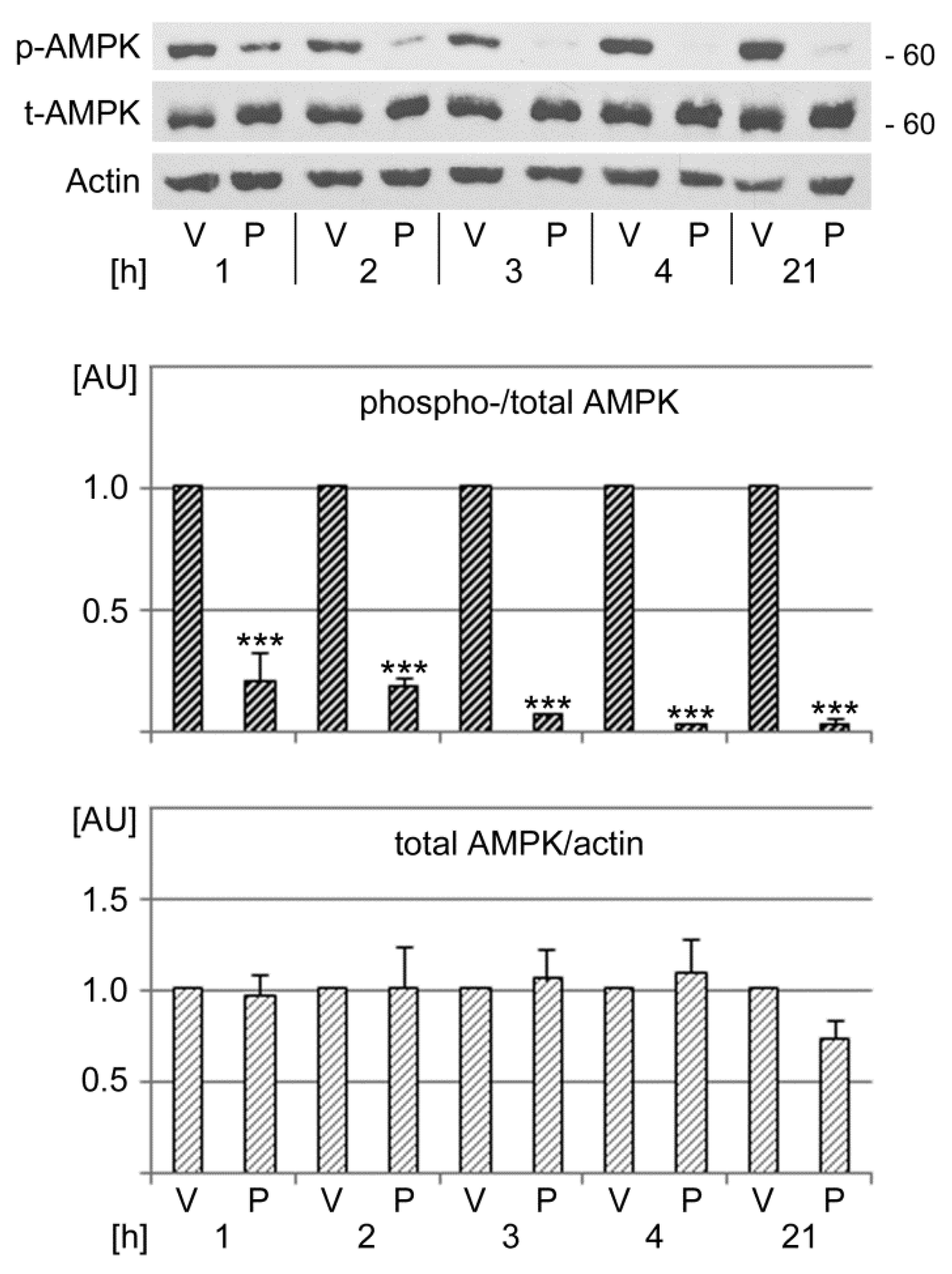 Cells 13 00885 g007 Cells 13 00885 g007