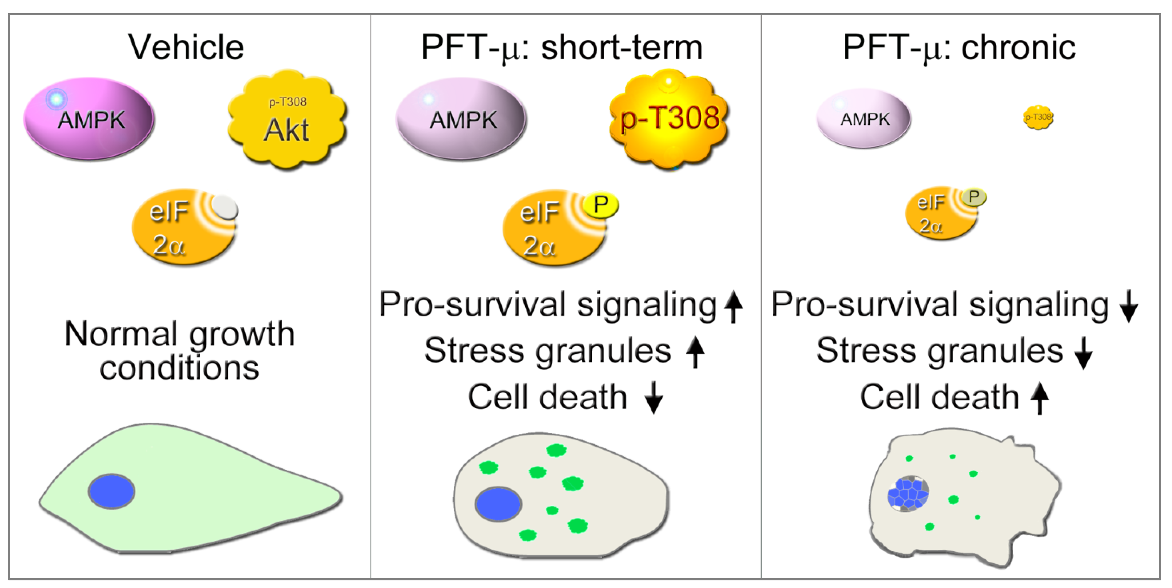 Cells 13 00885 g009 Cells 13 00885 g009