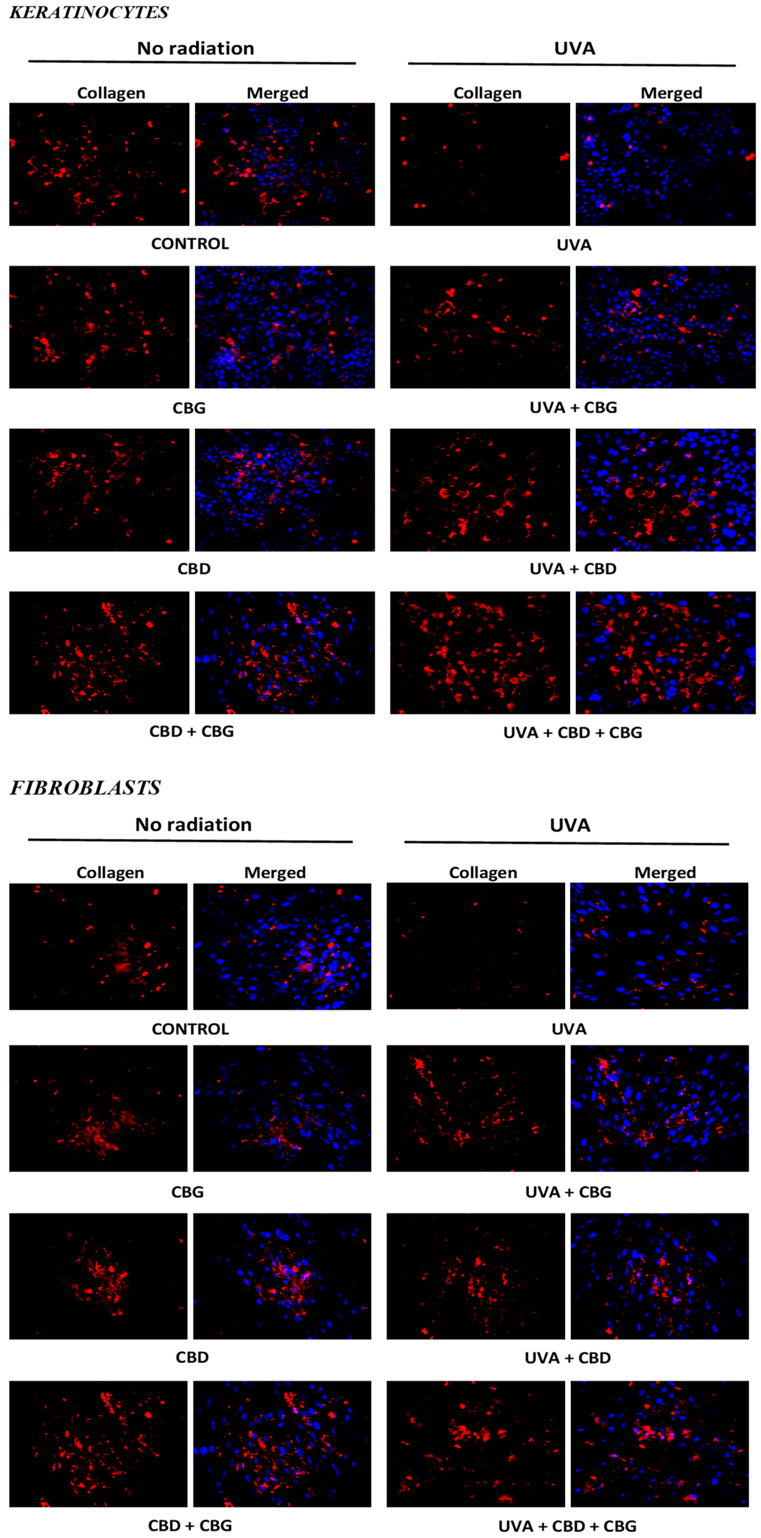 Cells 13 00965 g007 Cells 13 00965 g007