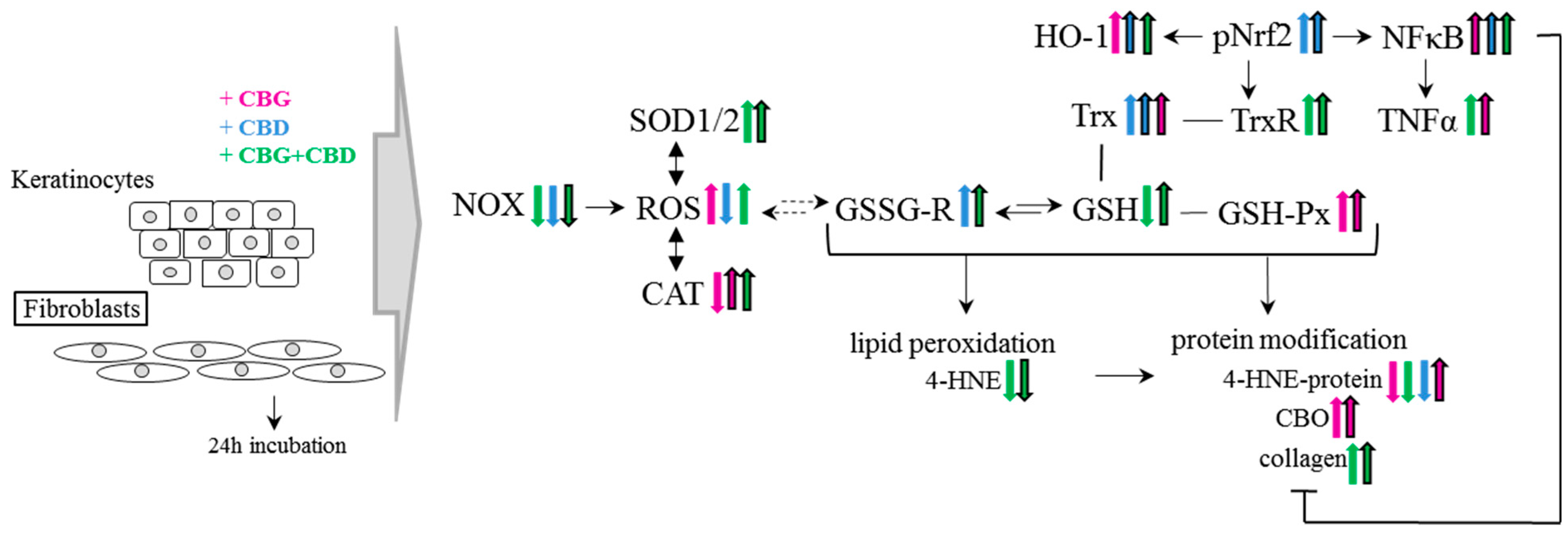 Cells 13 00965 g008 Cells 13 00965 g008