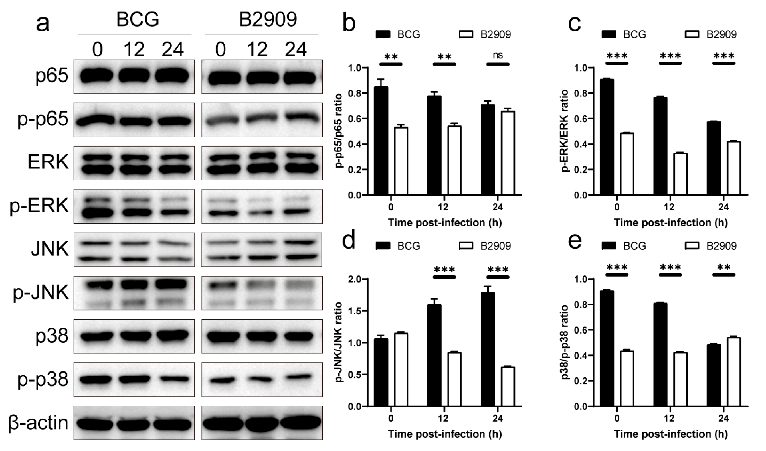 Cells 13 01019 g006 Cells 13 01019 g006