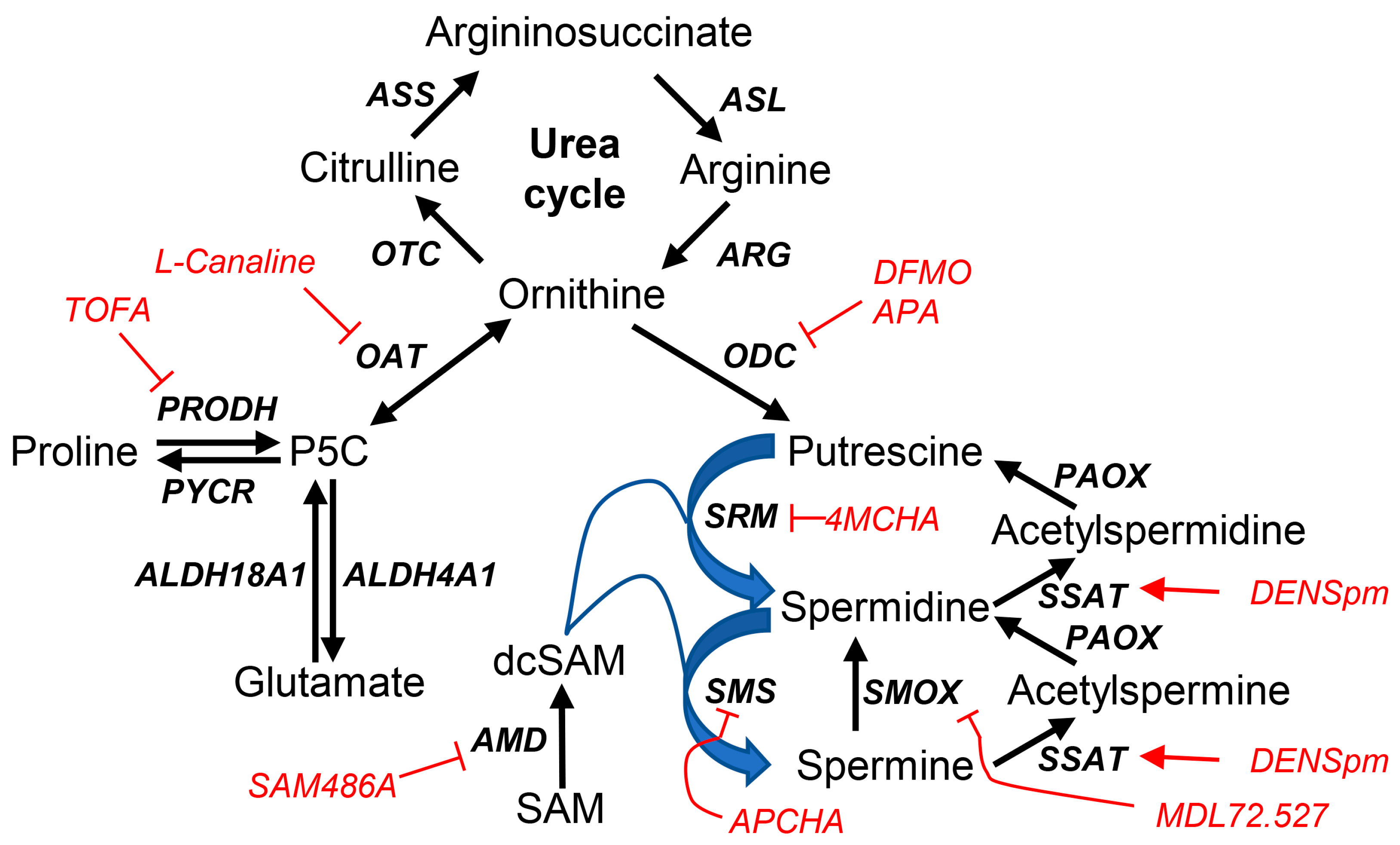Cells 13 01036 sch001