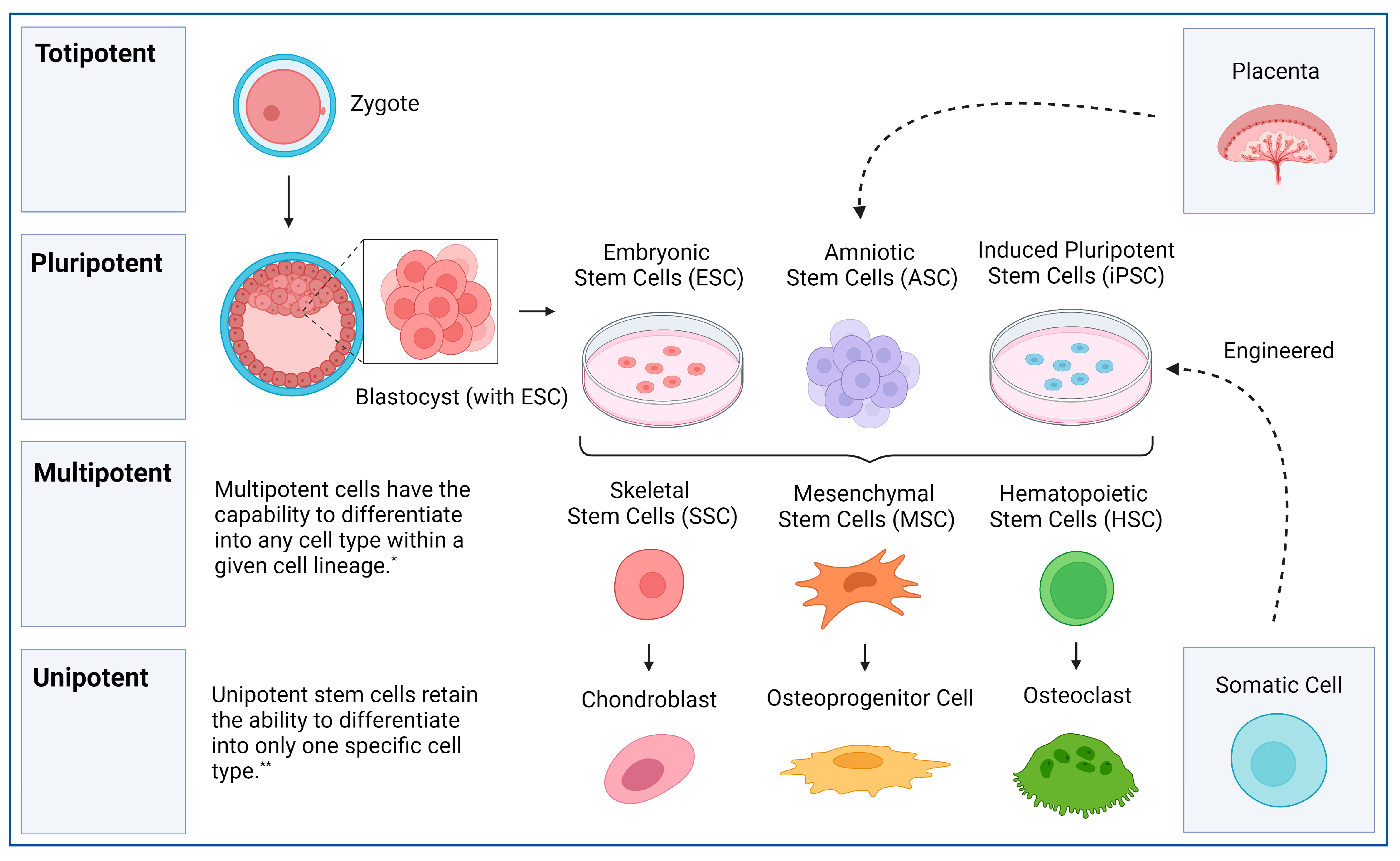 Cells 13 01045 g001