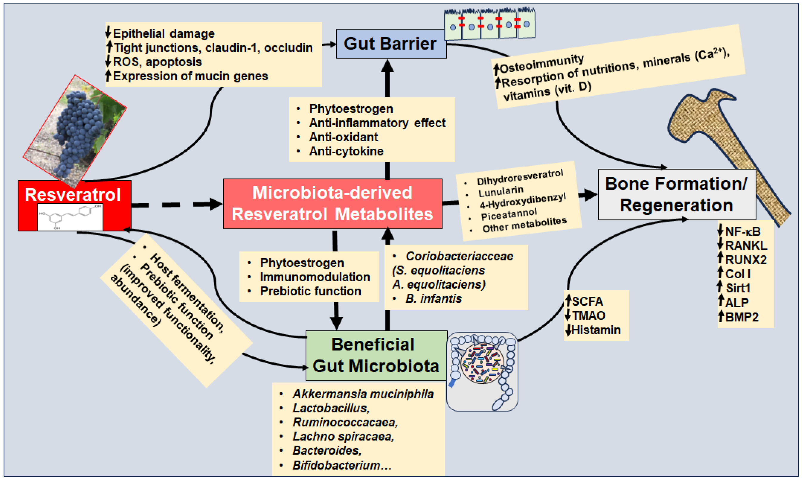 Cells 13 01145 g004 Cells 13 01145 g004