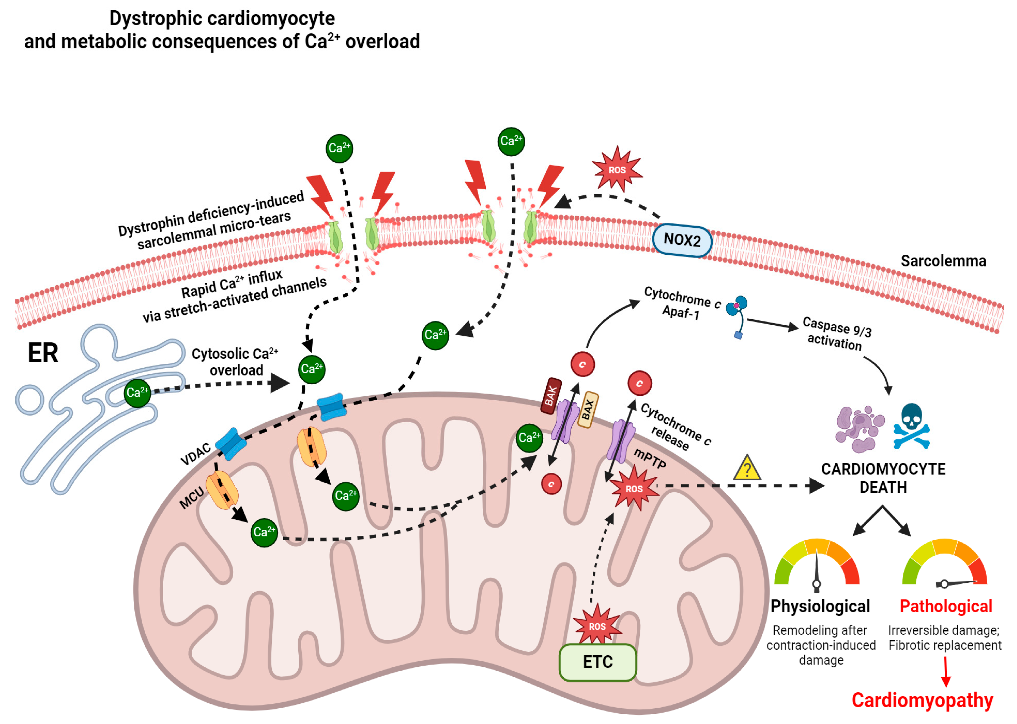 Cells 13 01168 g001 Cells 13 01168 g001