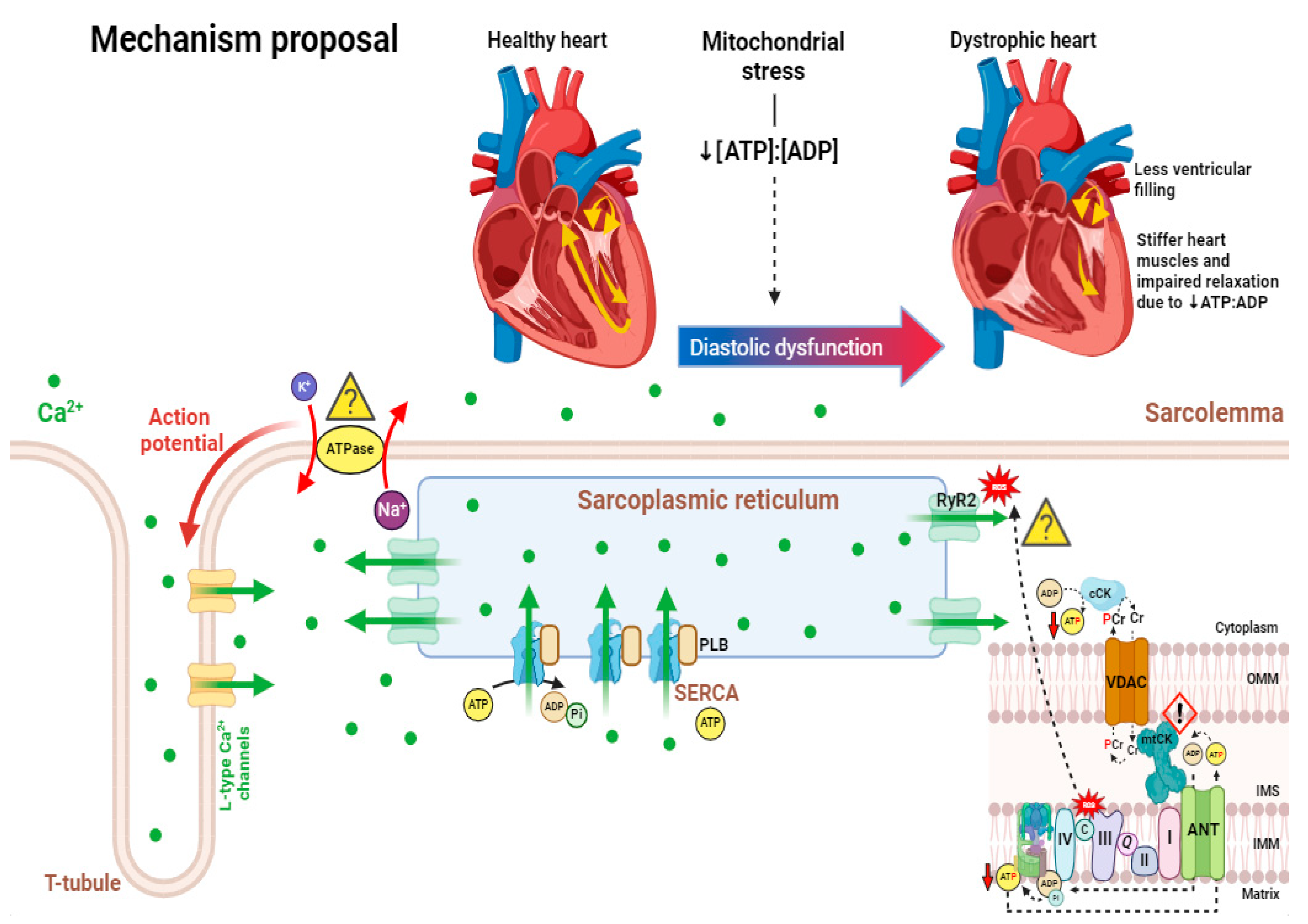 Cells 13 01168 g002 Cells 13 01168 g002