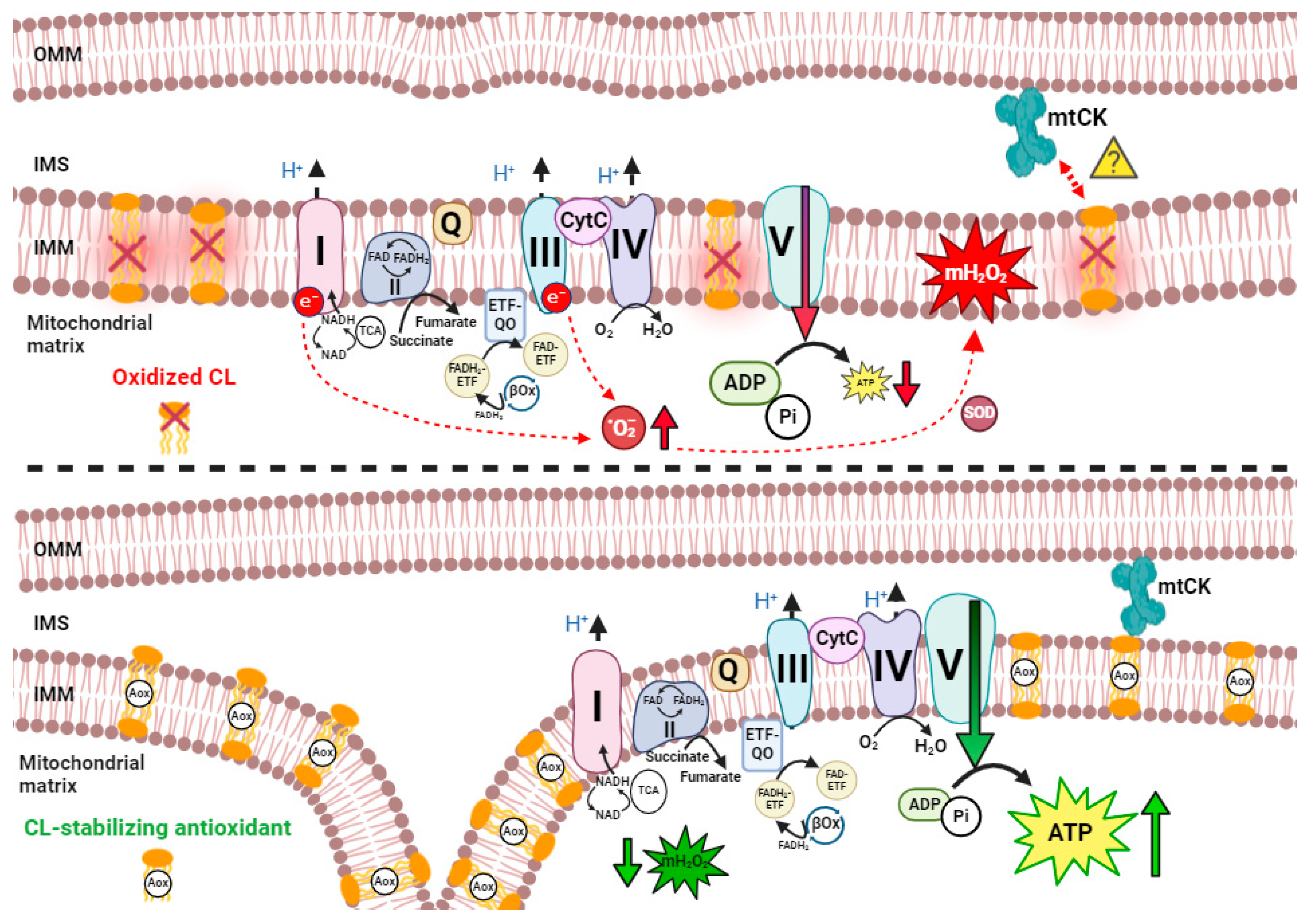 Cells 13 01168 g003 Cells 13 01168 g003