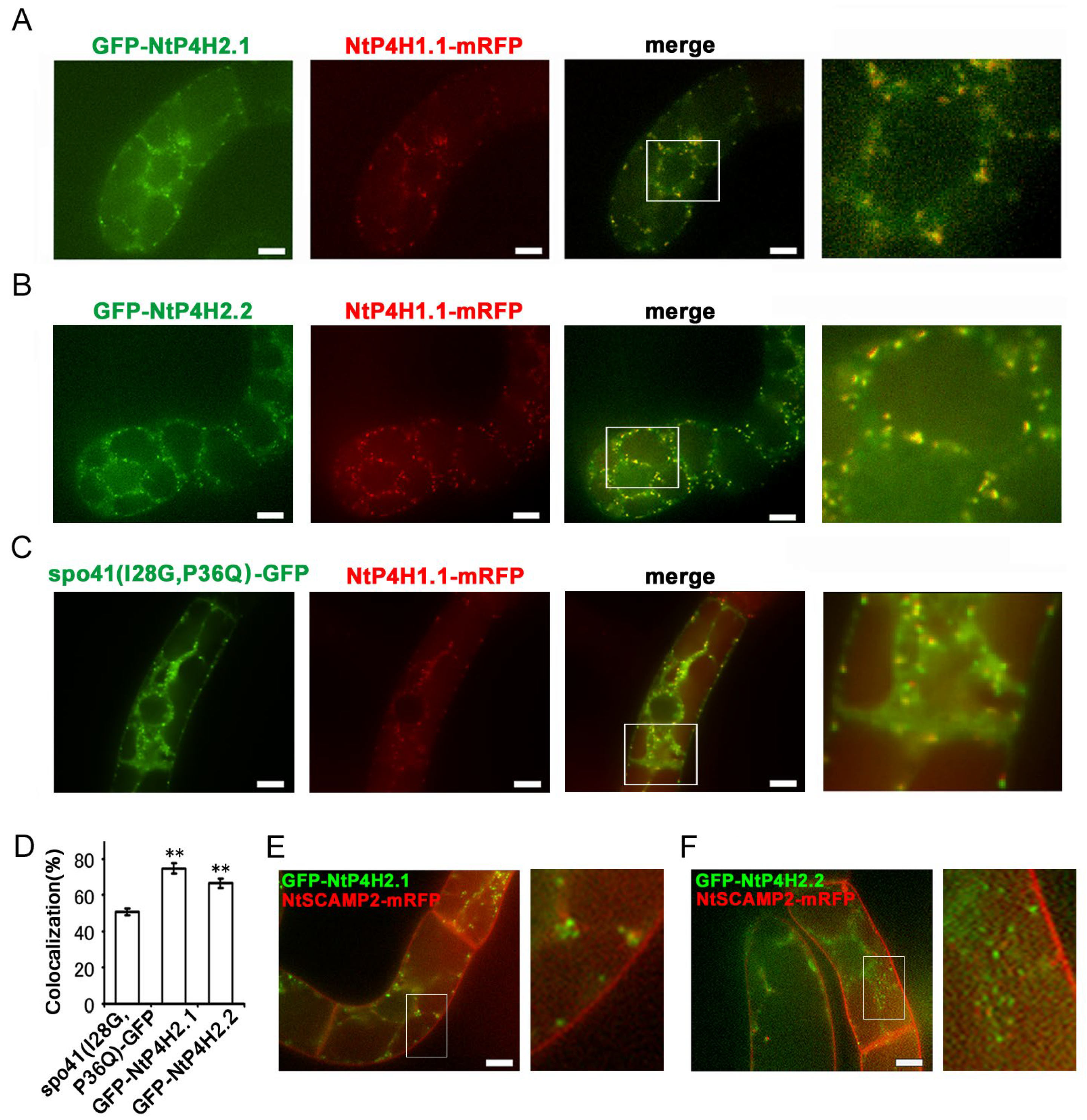Cells 13 01170 g003 Cells 13 01170 g003