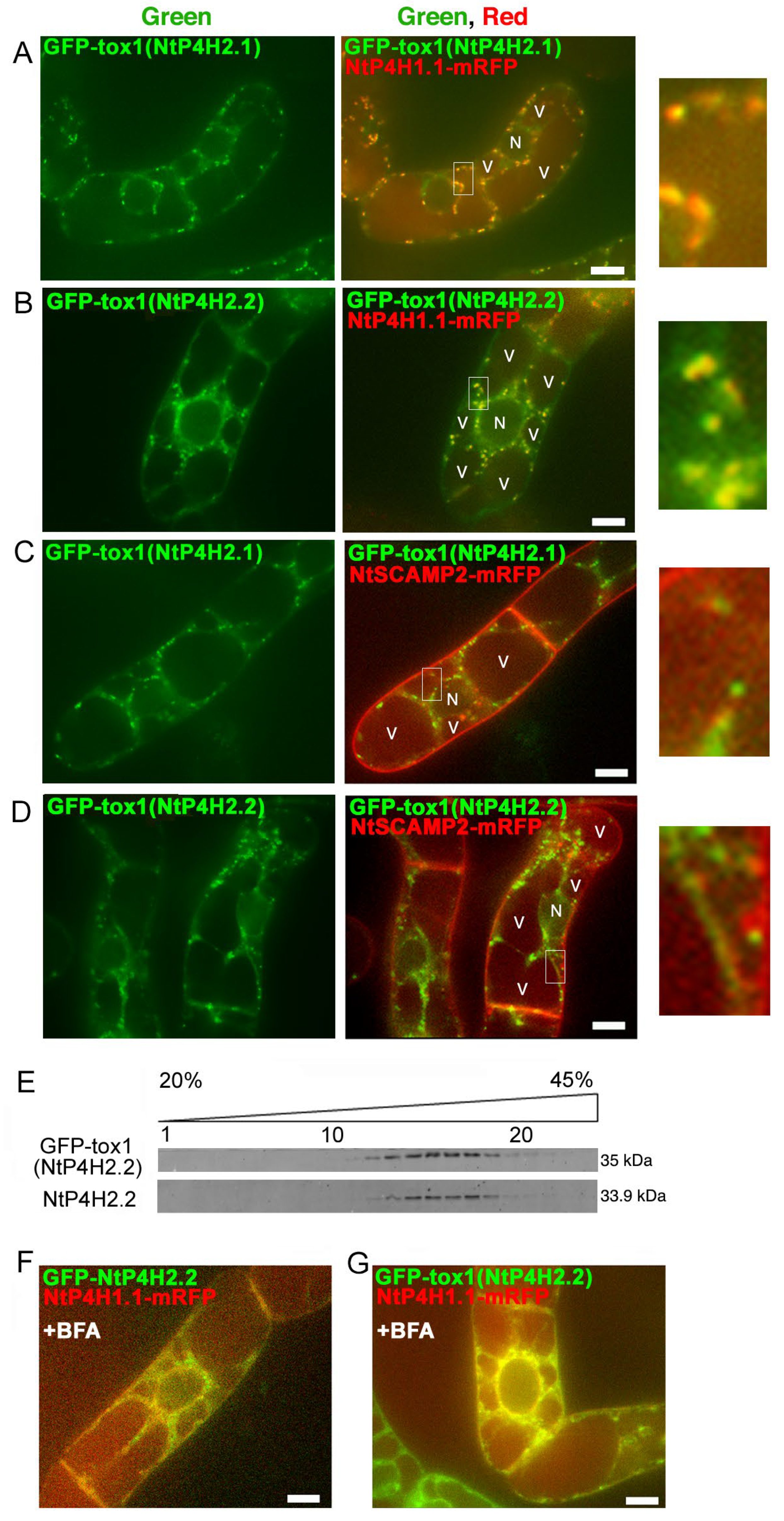 Cells 13 01170 g004 Cells 13 01170 g004