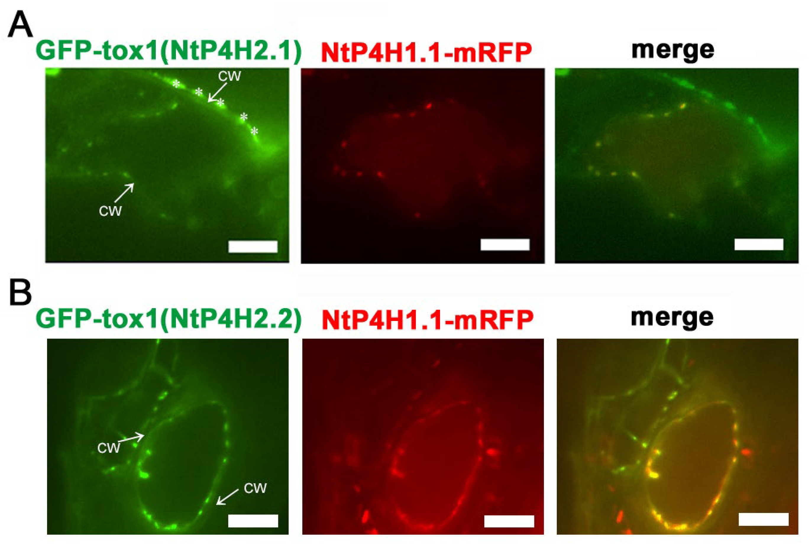Cells 13 01170 g005 Cells 13 01170 g005