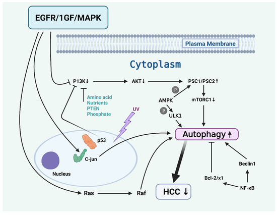 Advancements in Utilizing Natural Compounds for Modulating Autophagy in ...