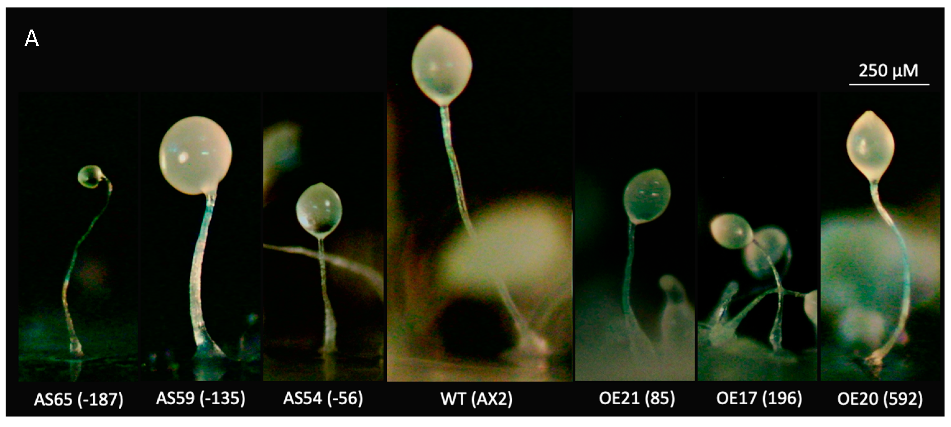 Cells 13 01191 g005a