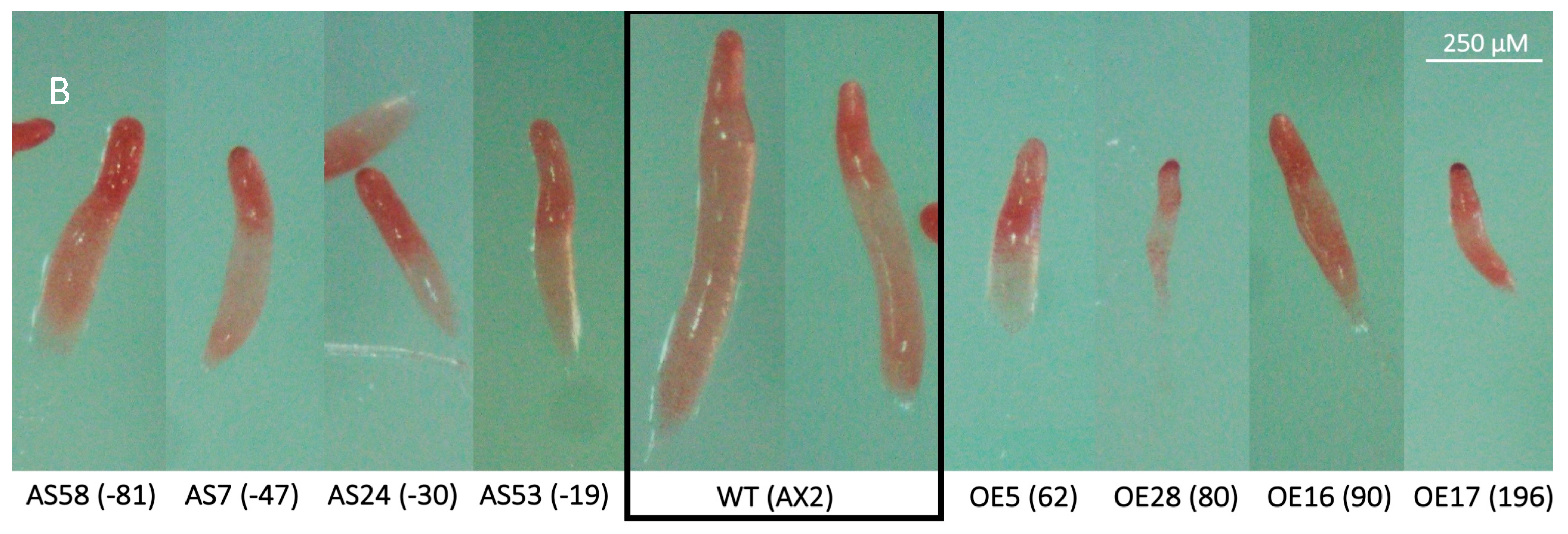 Cells 13 01191 g005b