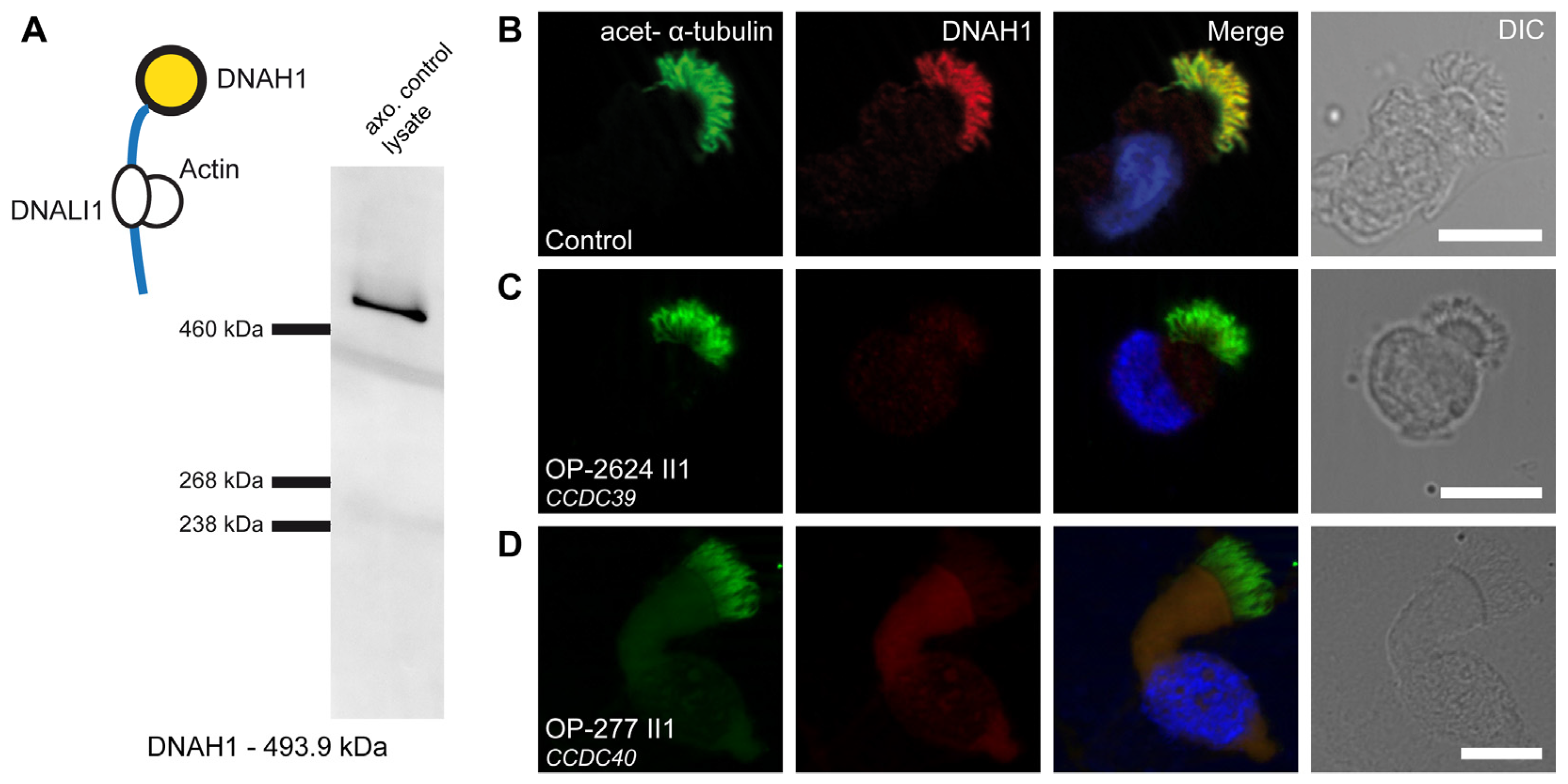 Cells 13 01200 g004 Cells 13 01200 g004