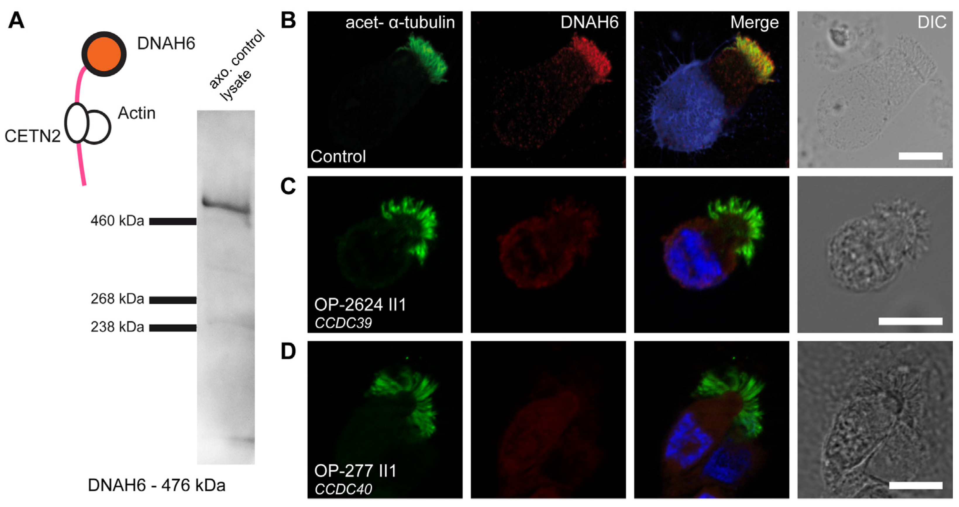 Cells 13 01200 g005 Cells 13 01200 g005