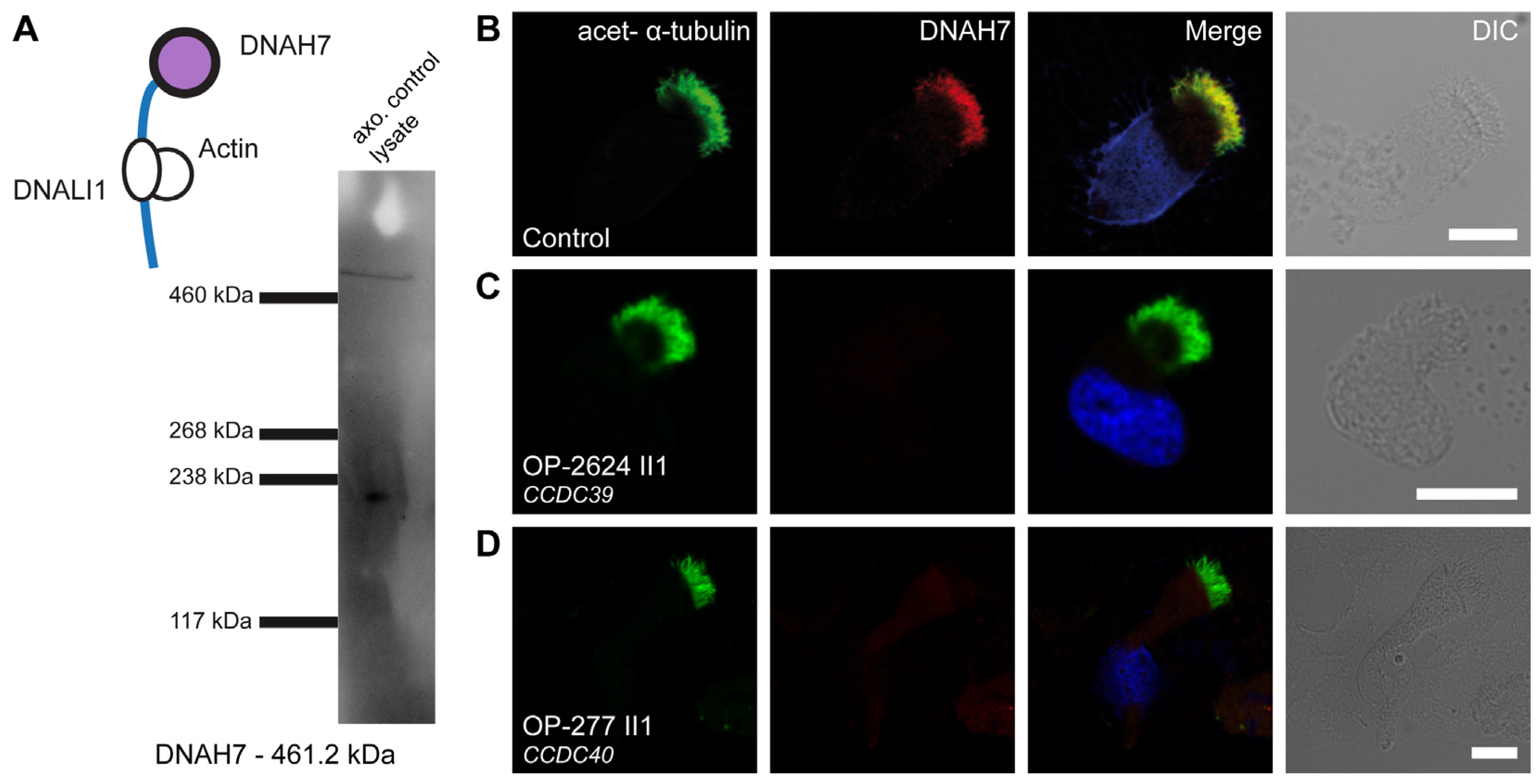 Cells 13 01200 g006 Cells 13 01200 g006