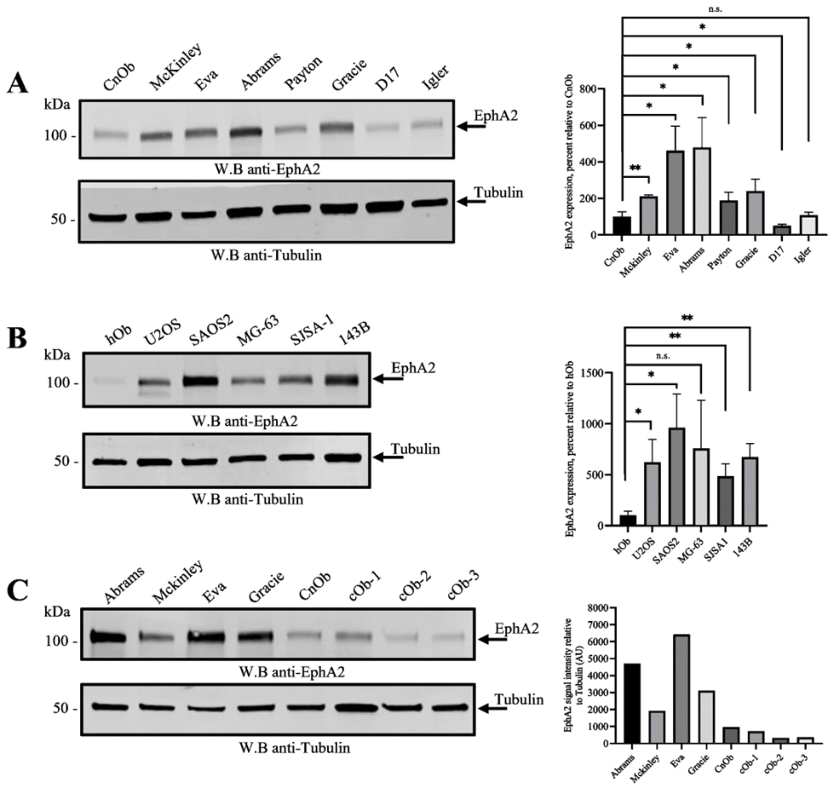 Cells 13 01201 g001 Cells 13 01201 g001