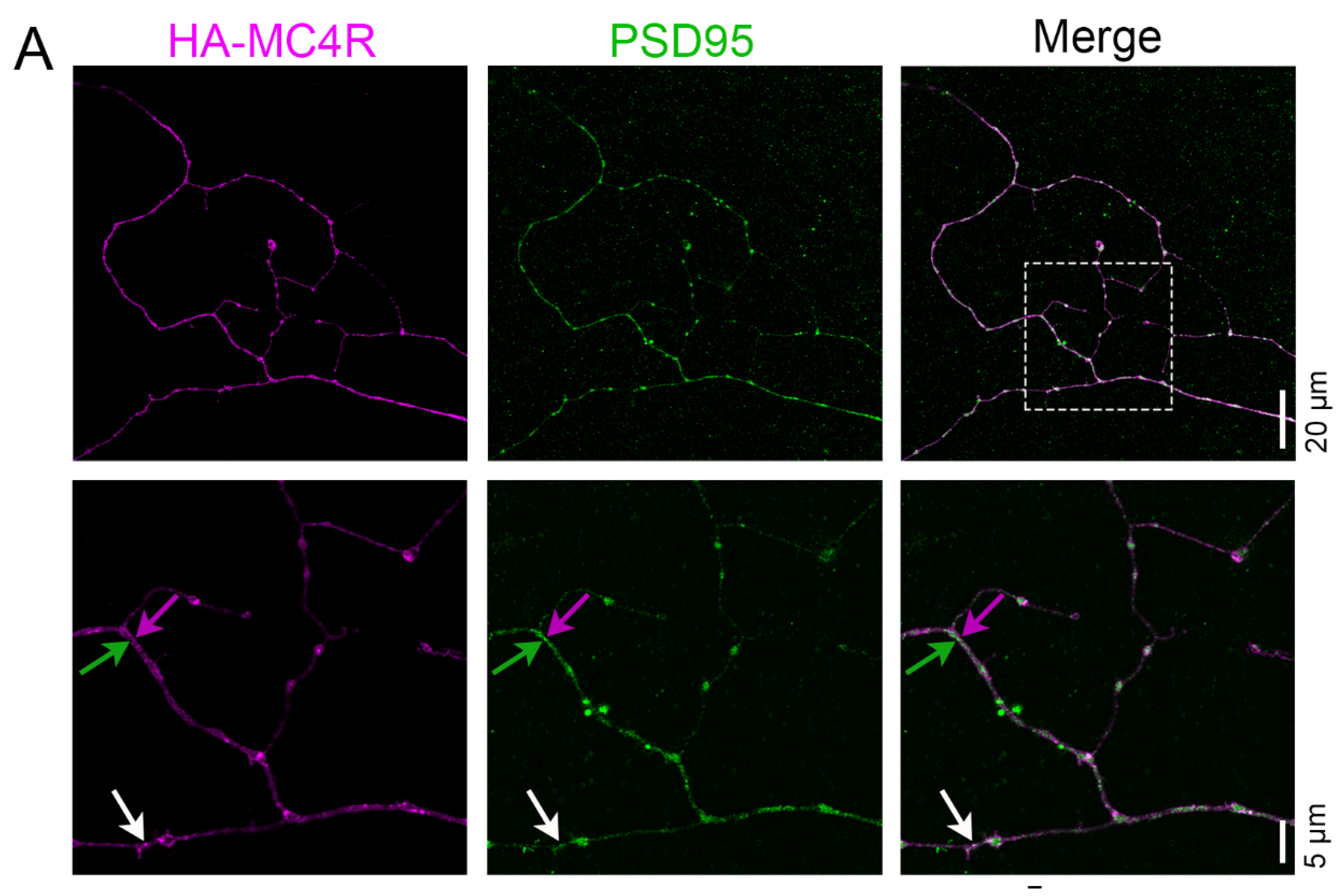 Cells 13 01235 g004a