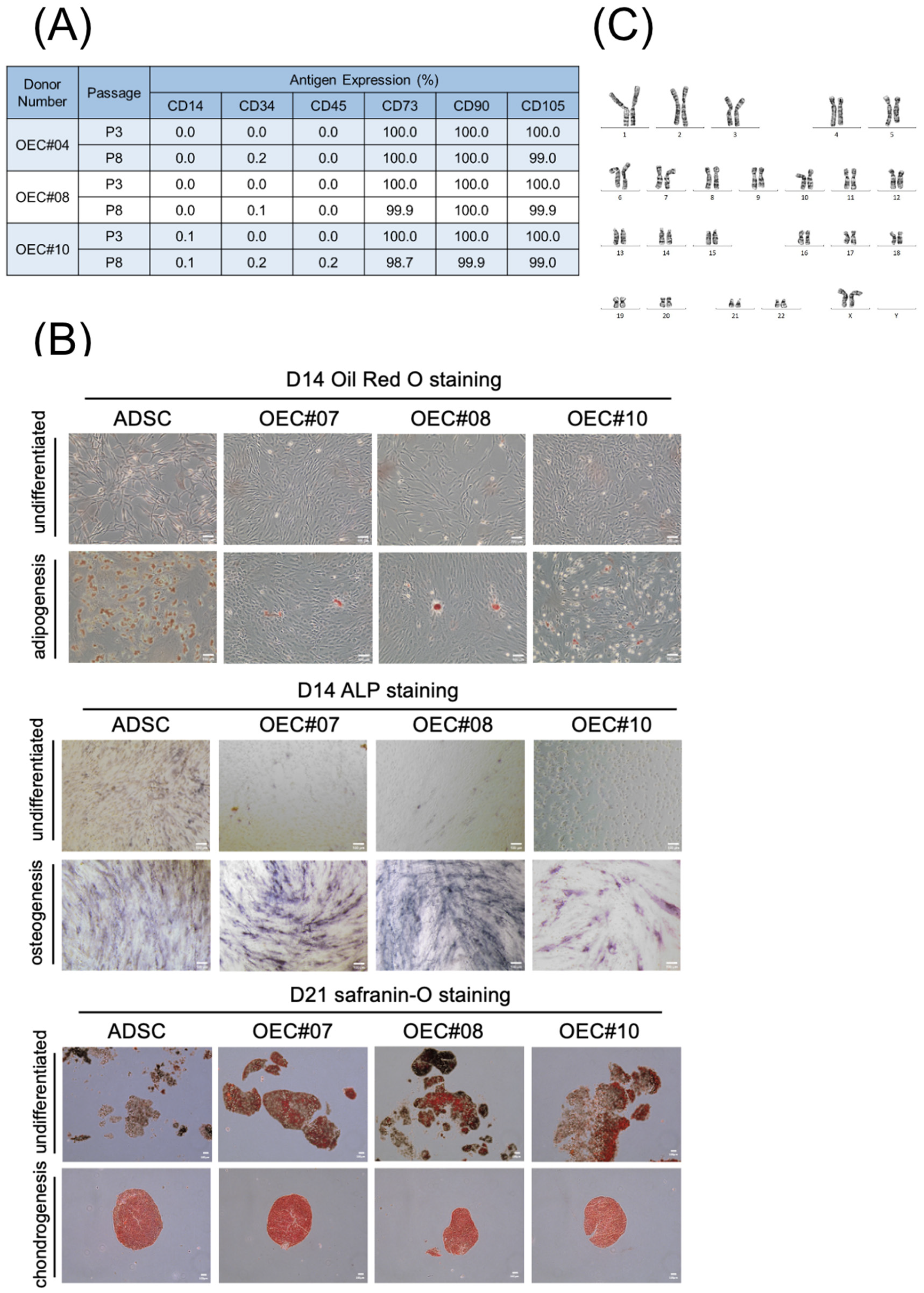 Cells 13 01250 g003