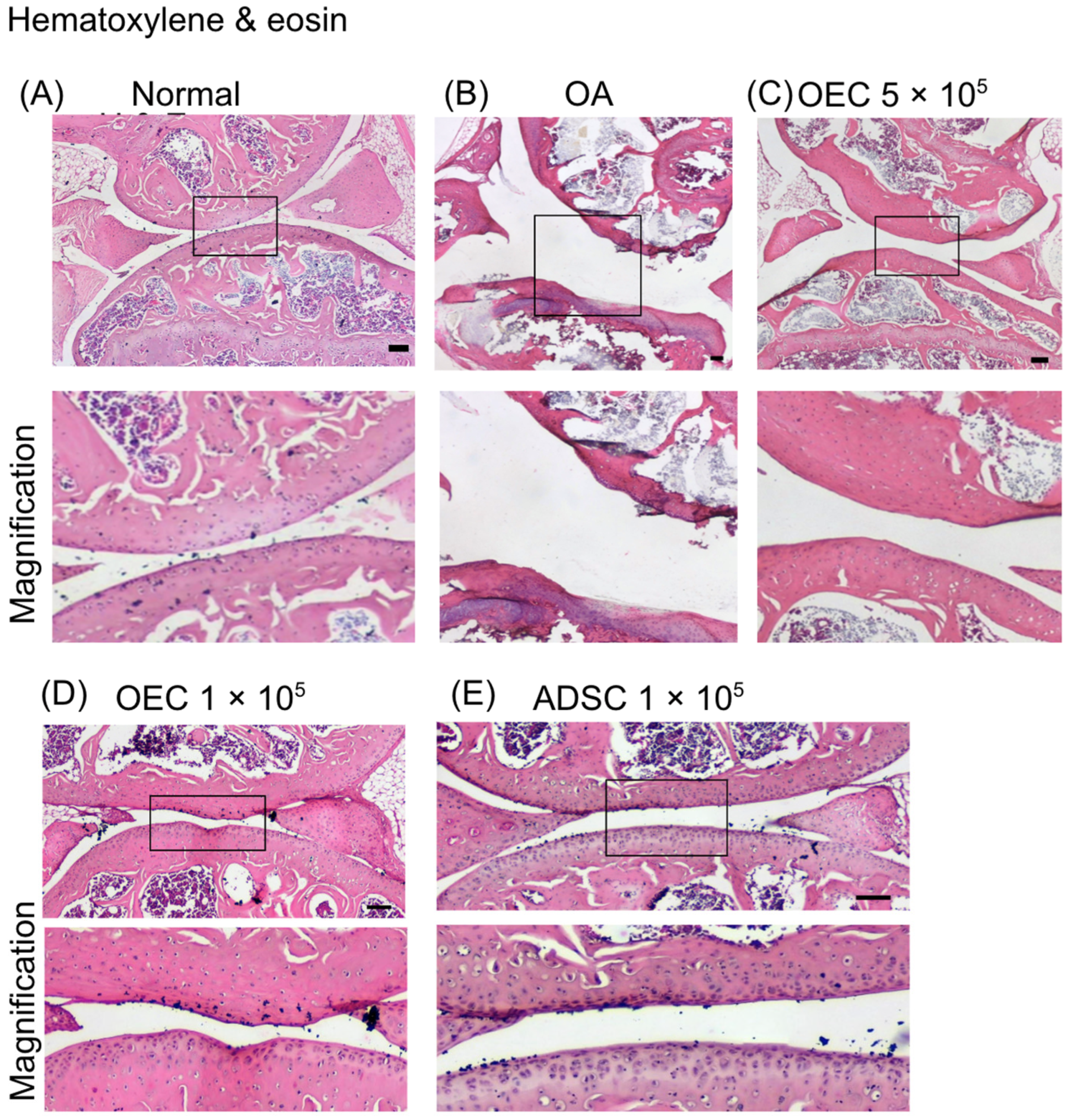 Cells 13 01250 g006
