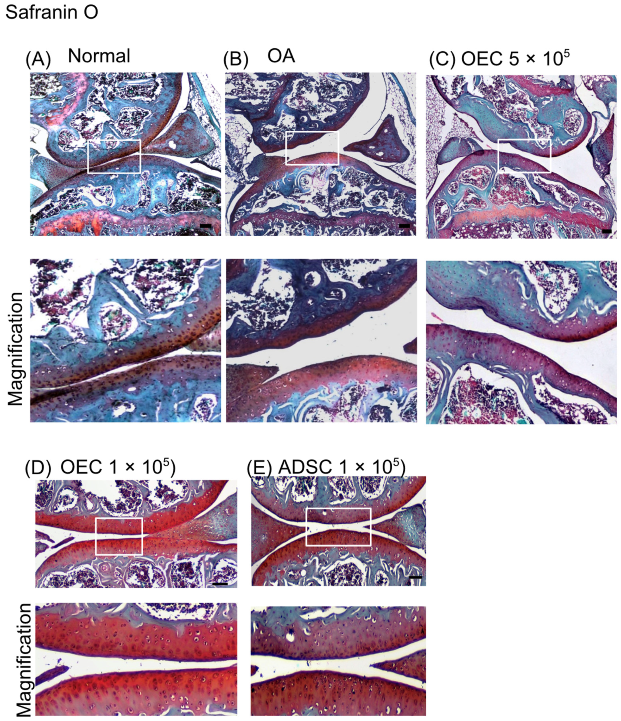 Cells 13 01250 g007