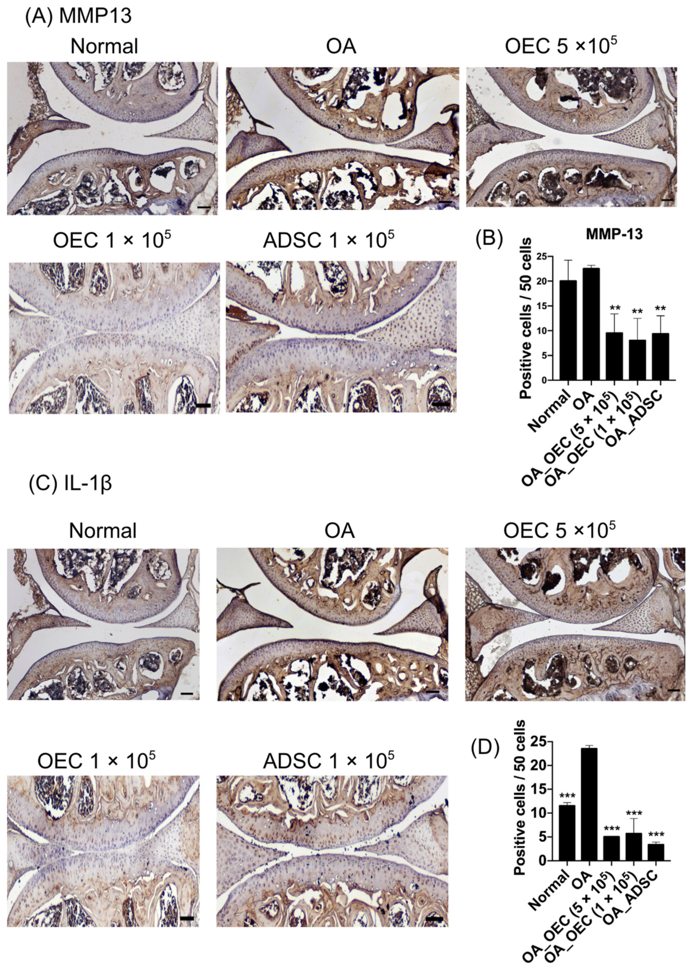 Cells 13 01250 g010