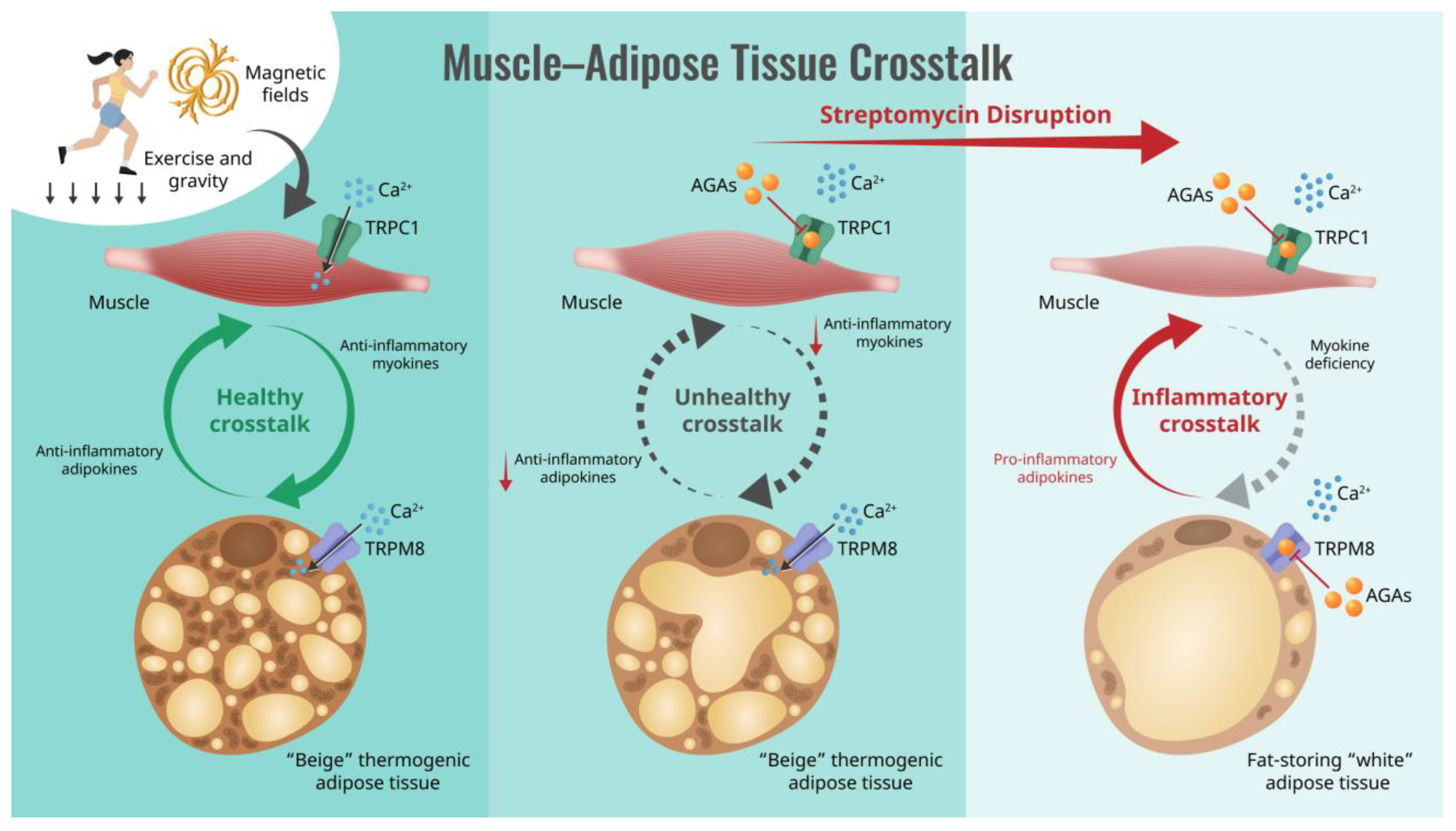 Cells 13 01273 g001 Cells 13 01273 g001
