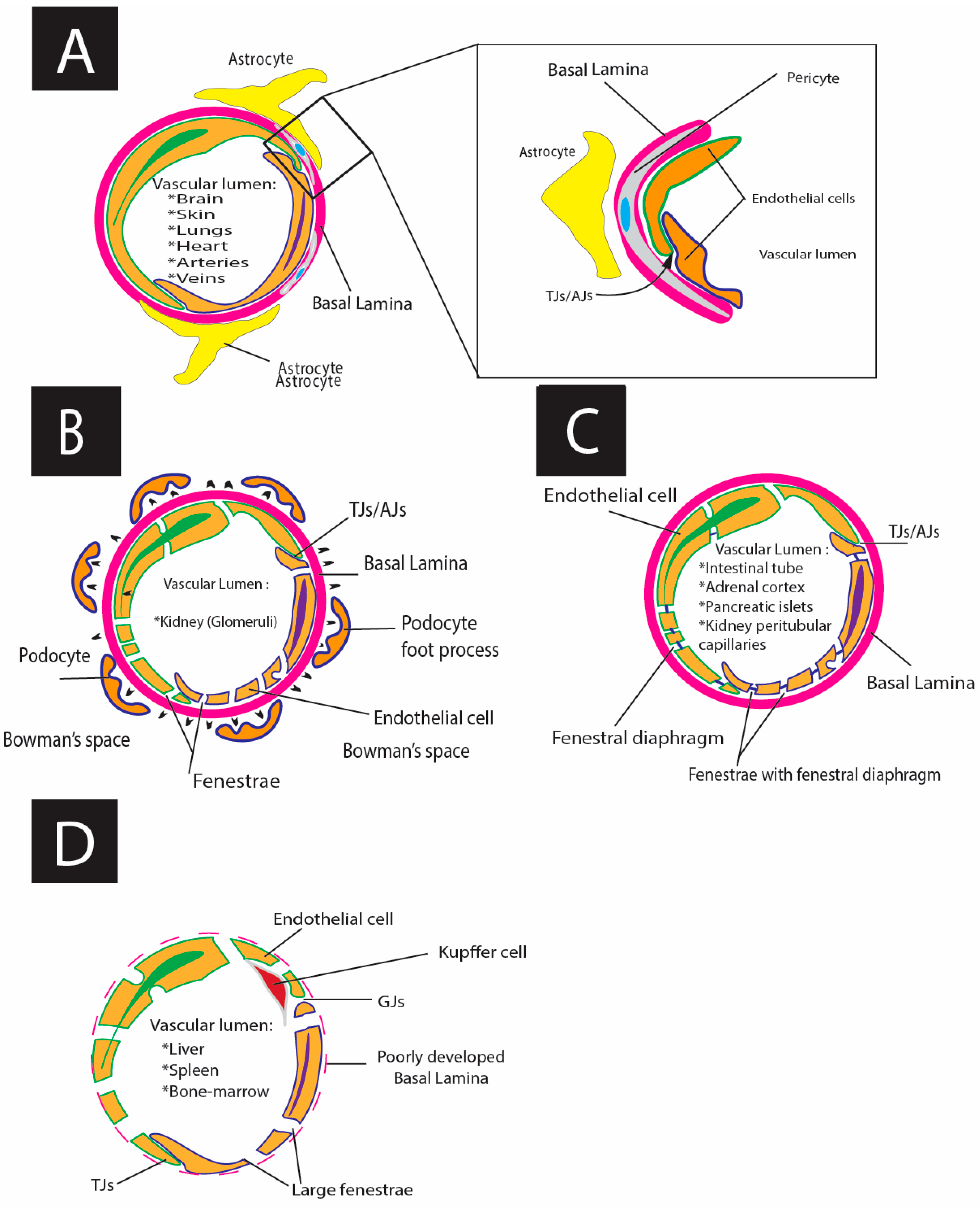 Cells 13 01276 g004 Cells 13 01276 g004