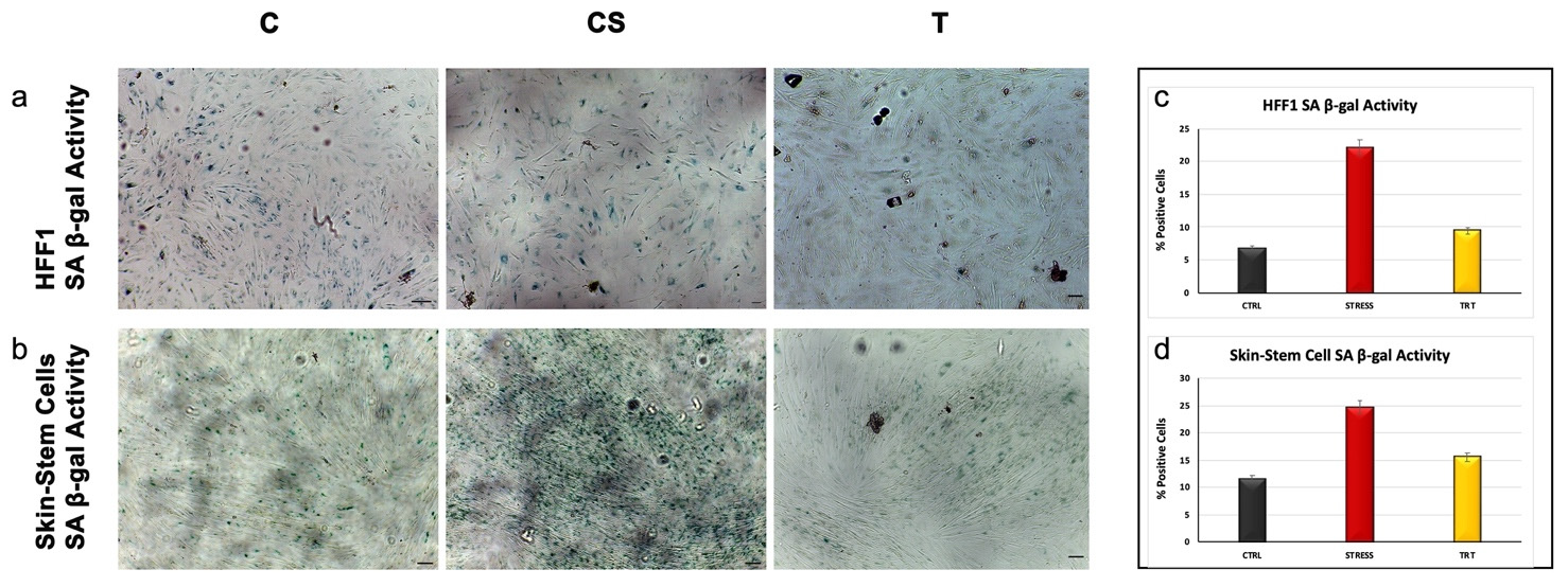 Cells 13 01285 g001