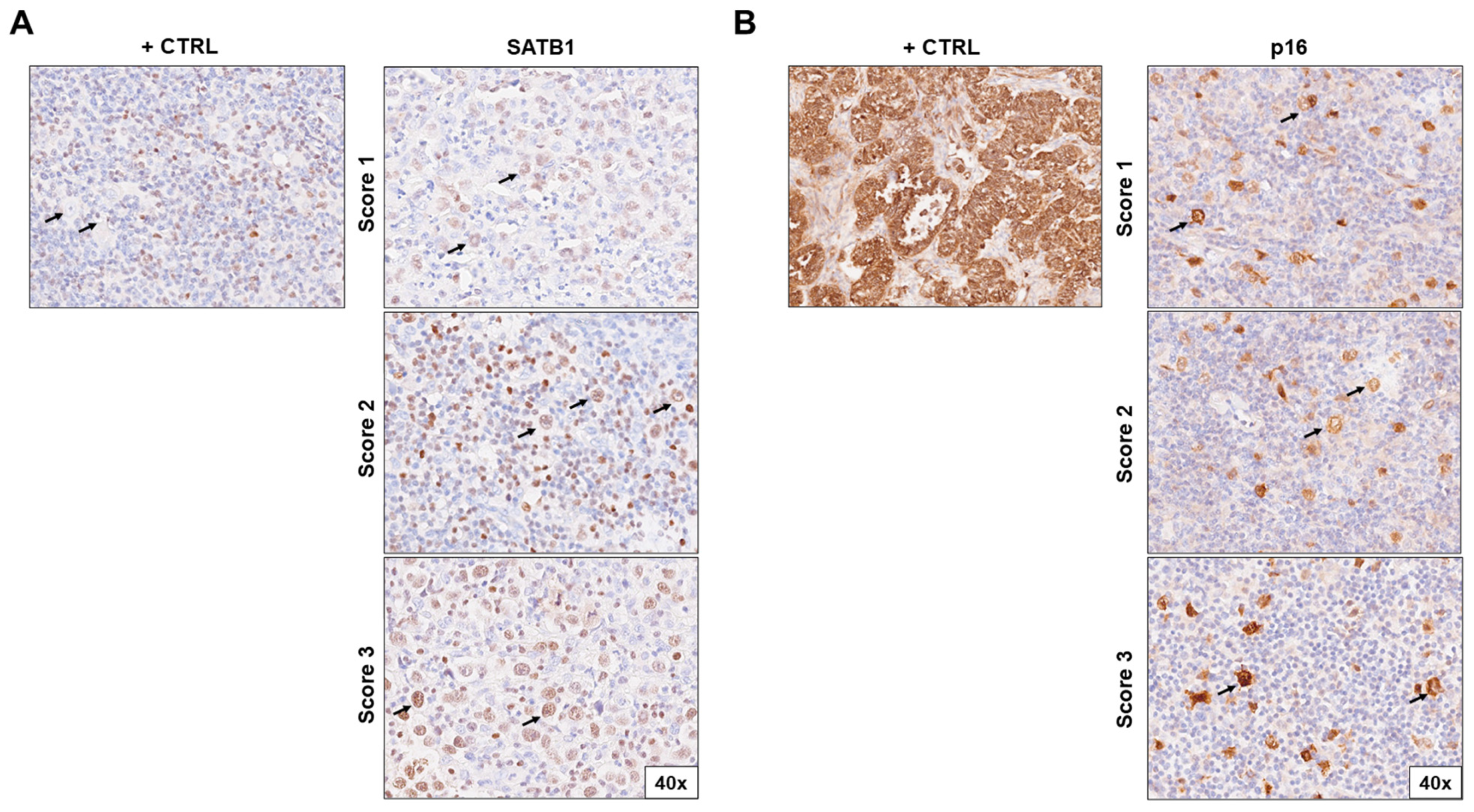 Cells 13 01323 g001 Cells 13 01323 g001
