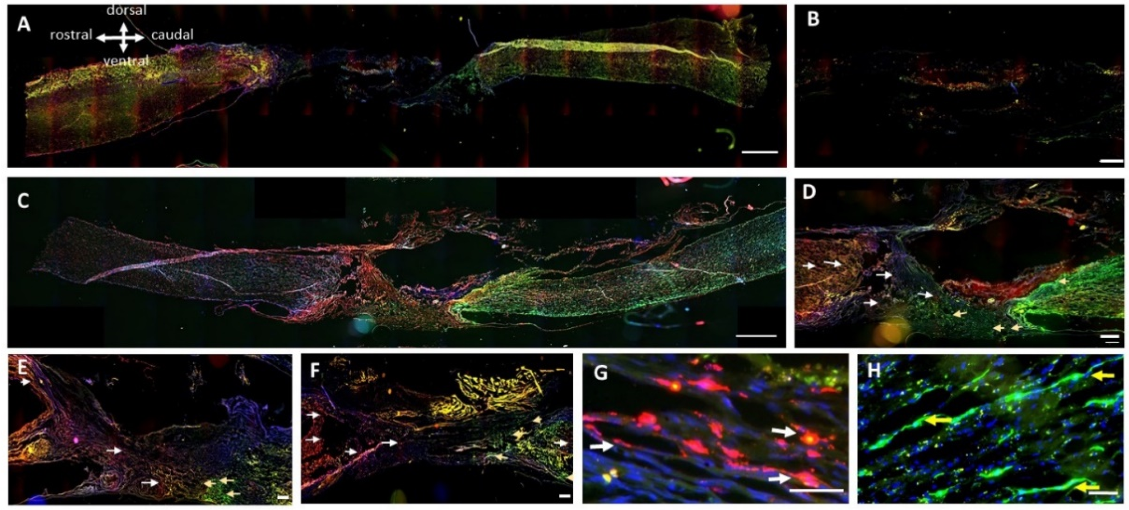 Cells 13 01324 g004 Cells 13 01324 g004