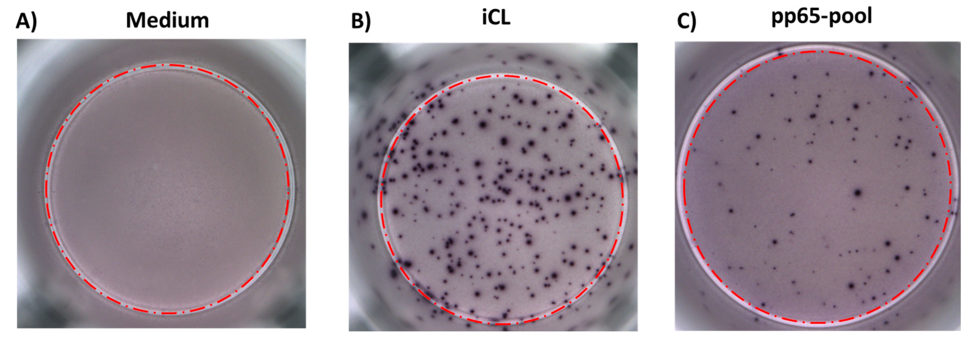 Cells 13 01325 g002 Cells 13 01325 g002