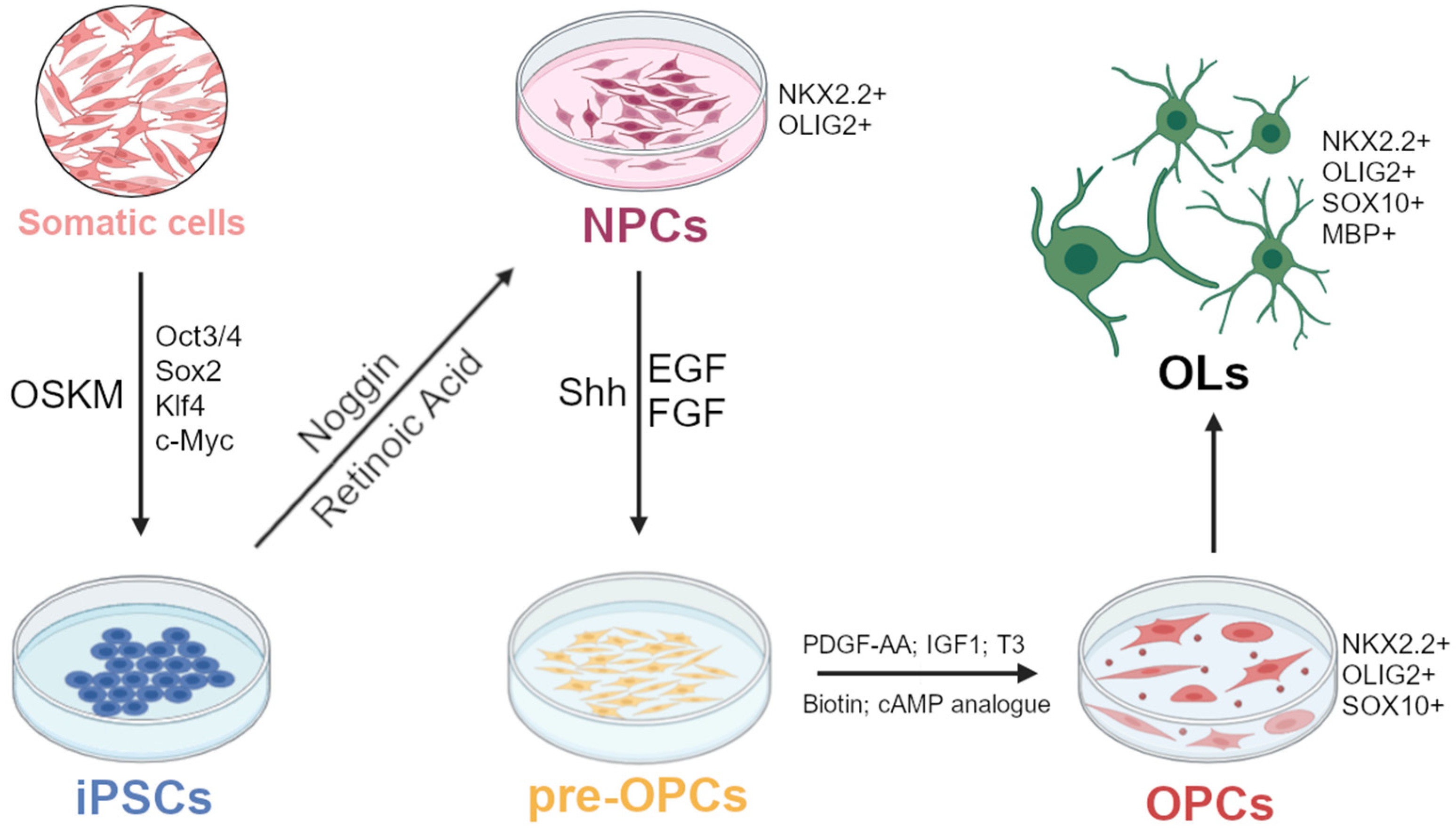 Cells 13 01326 g001