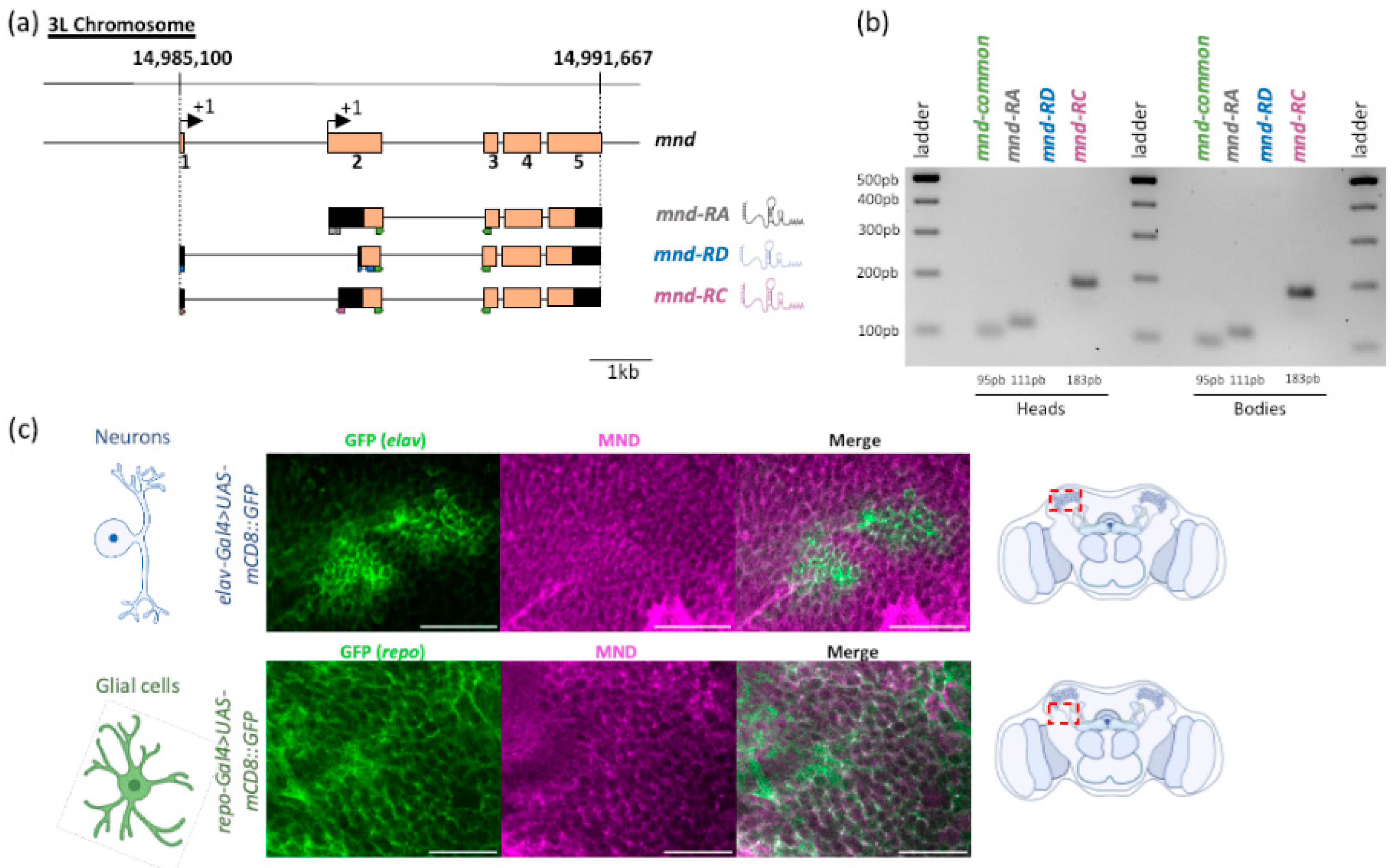 Cells 13 01340 g001 Cells 13 01340 g001
