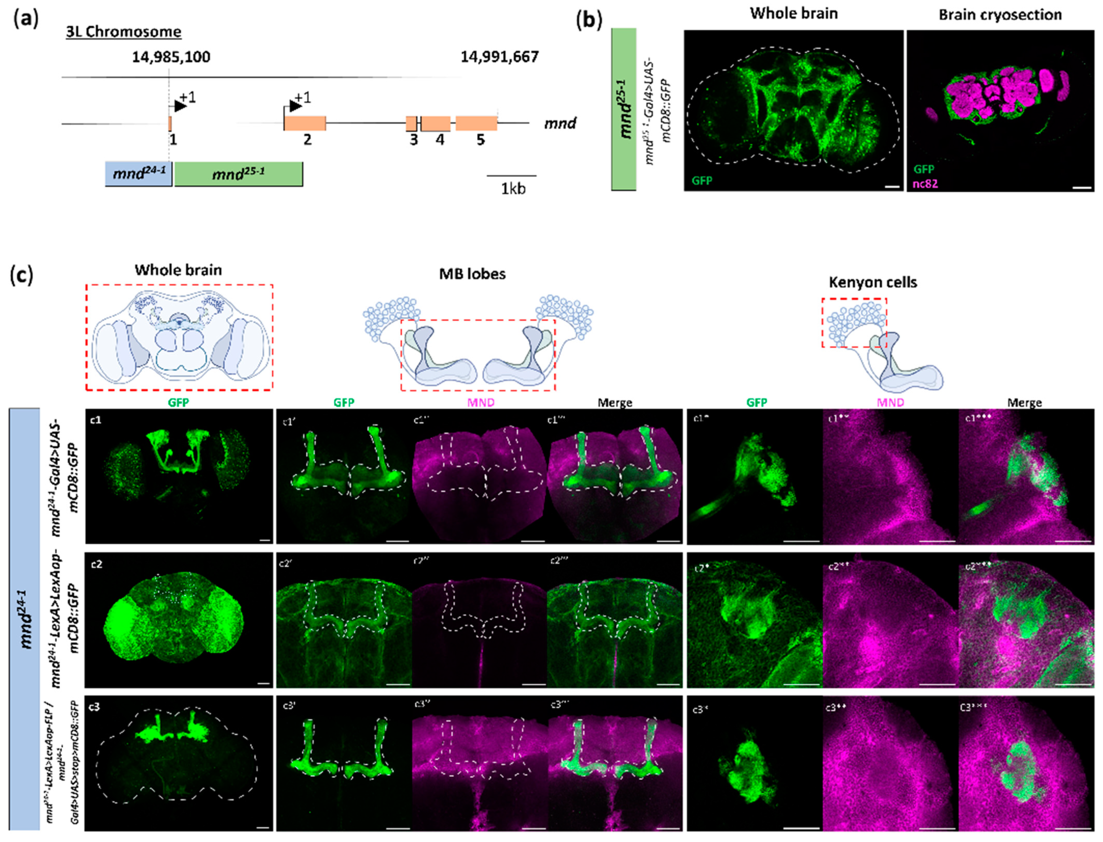 Cells 13 01340 g002 Cells 13 01340 g002