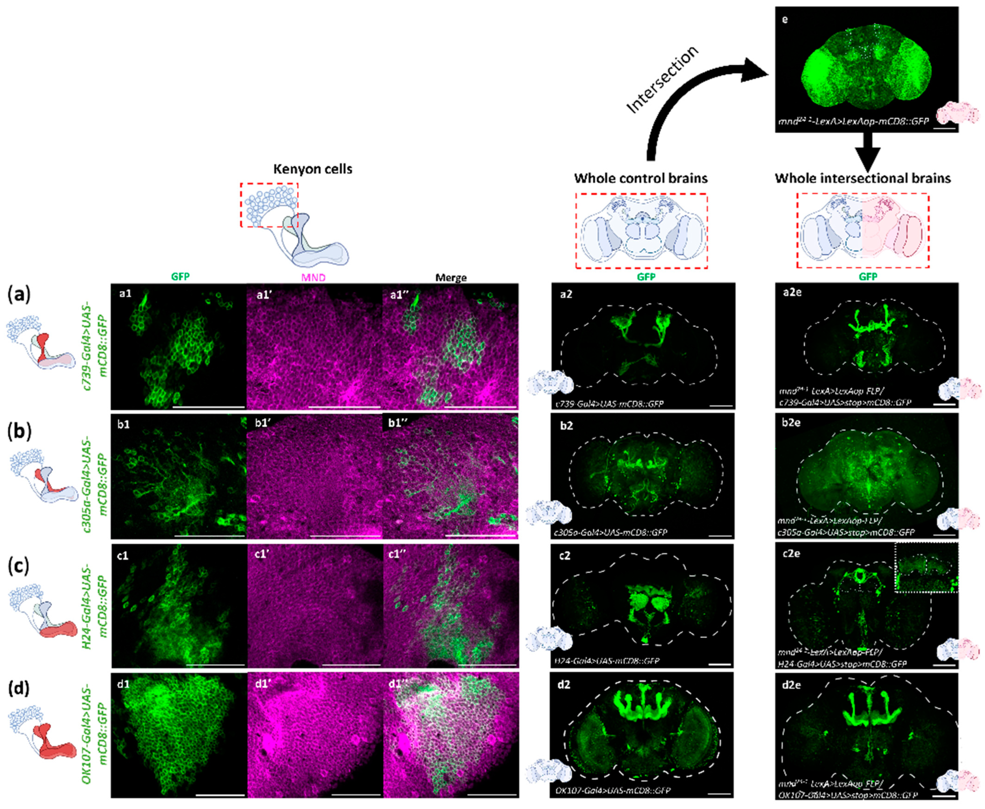 Cells 13 01340 g003 Cells 13 01340 g003