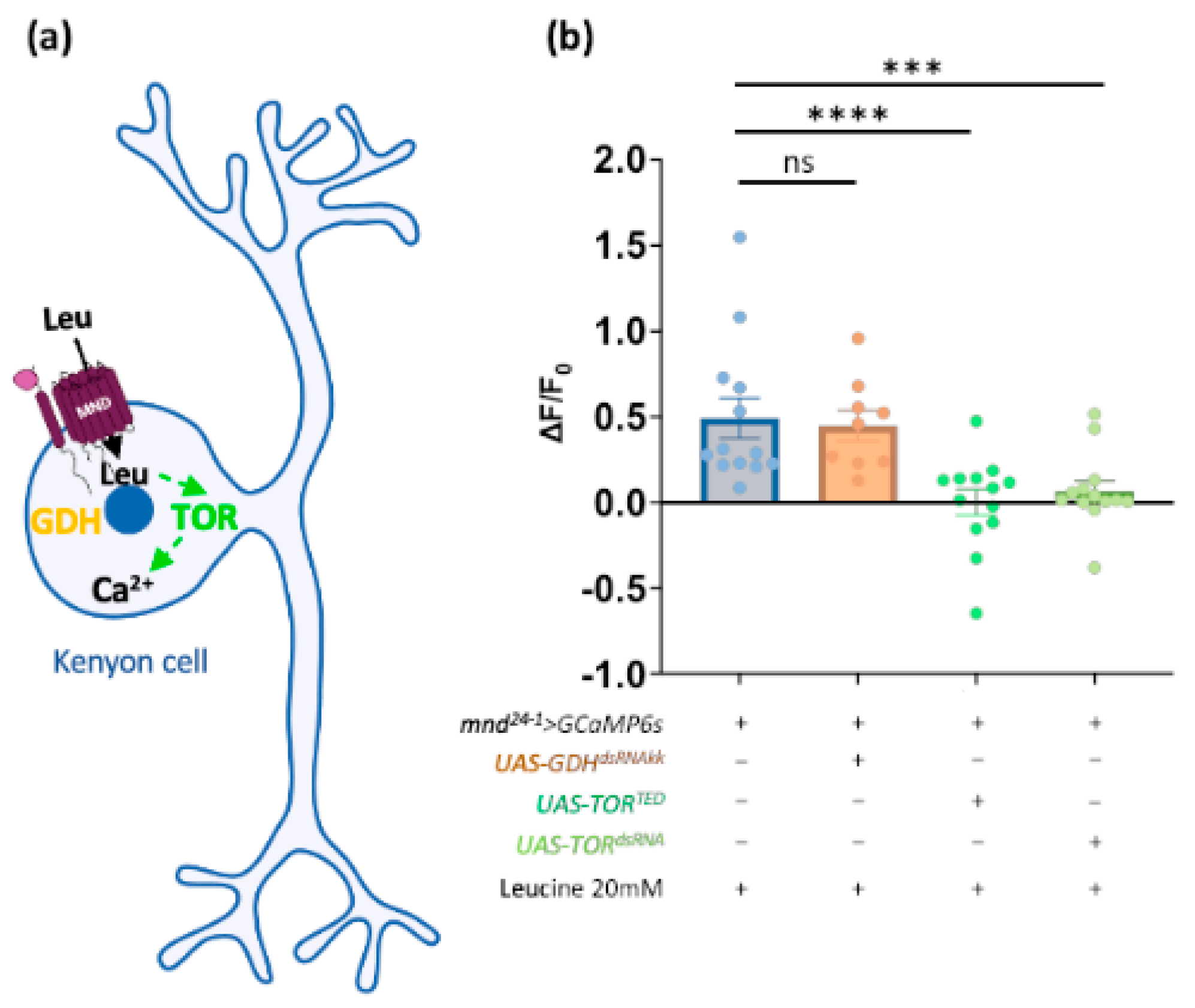 Cells 13 01340 g005 Cells 13 01340 g005