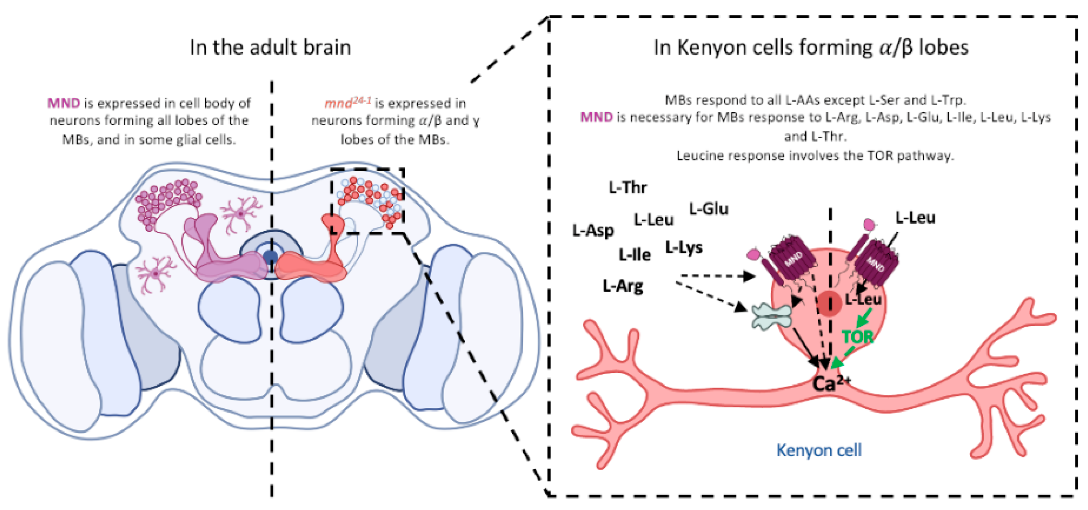 Cells 13 01340 g006 Cells 13 01340 g006