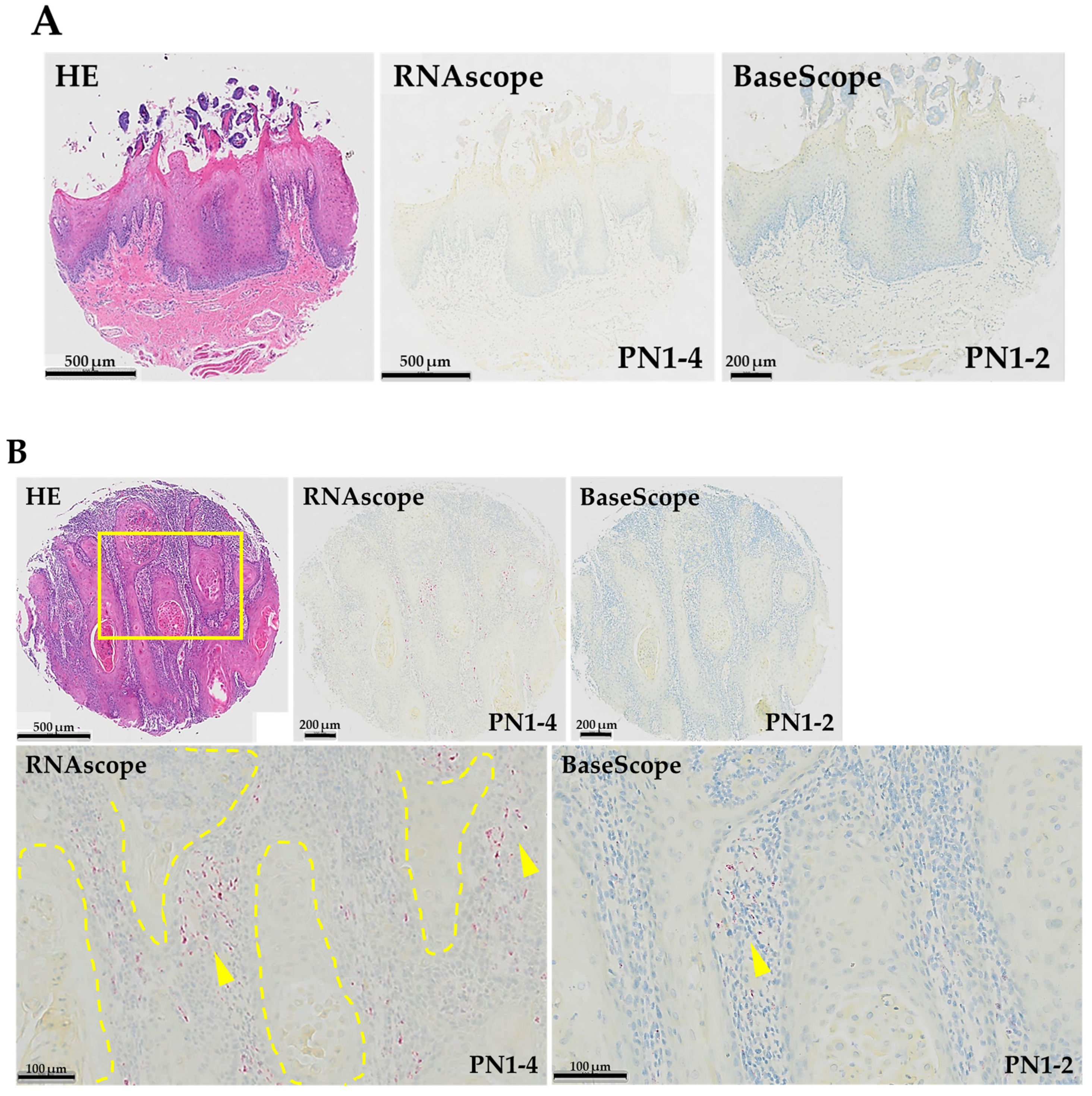 Cells 13 01341 g002a Cells 13 01341 g002a