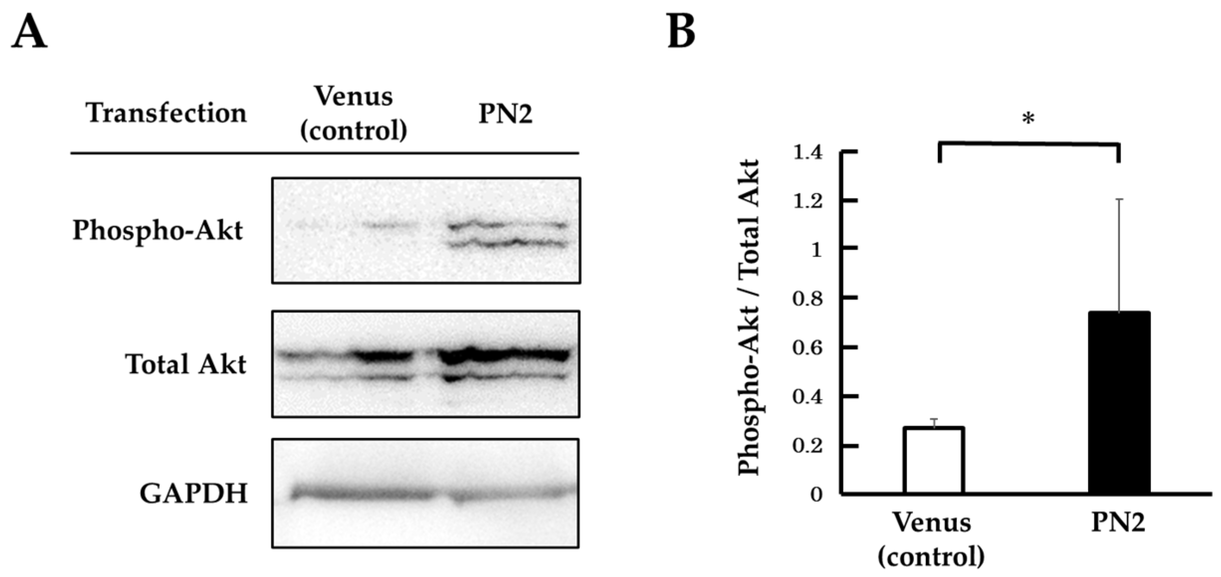 Cells 13 01341 g004 Cells 13 01341 g004
