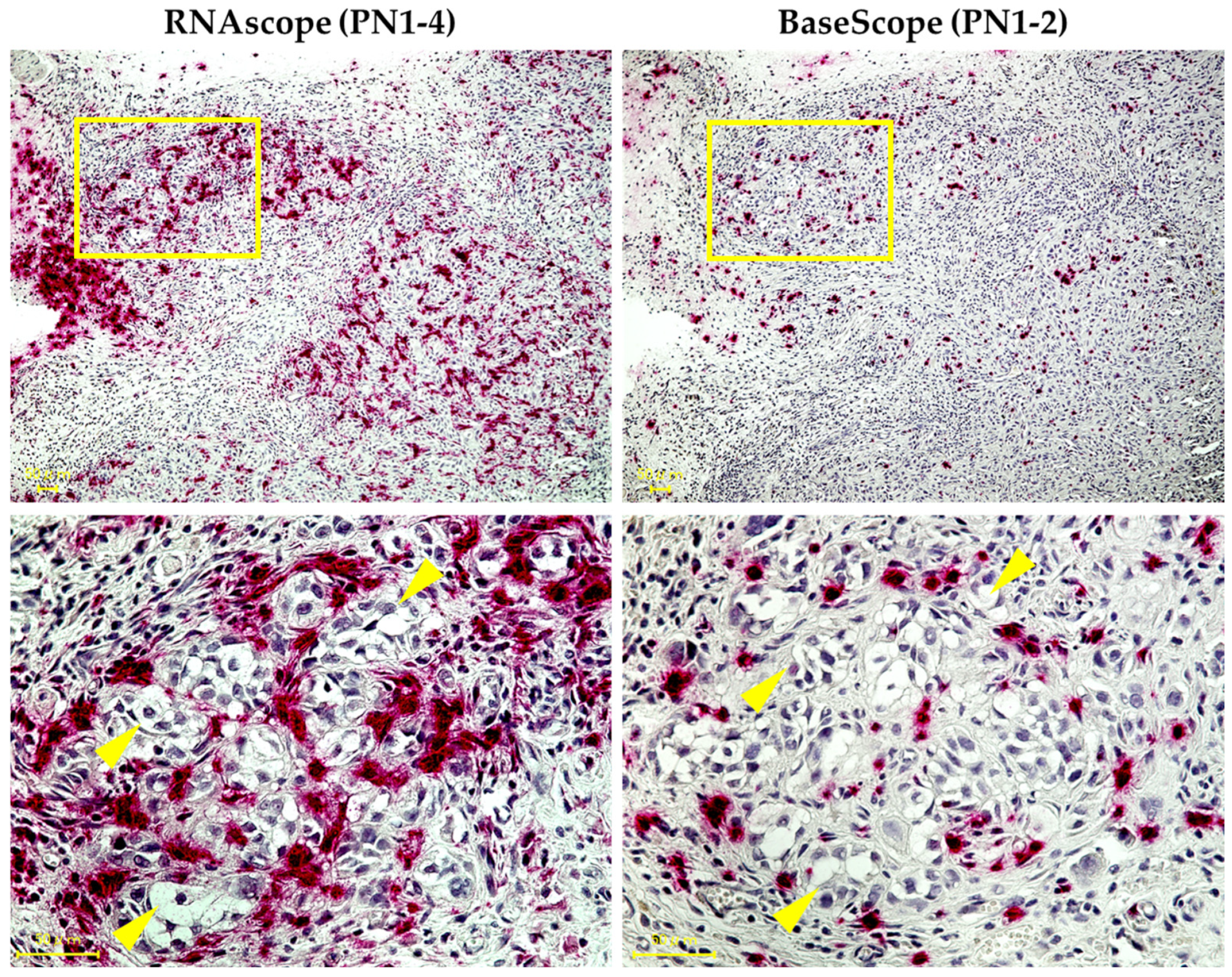 Cells 13 01341 g006 Cells 13 01341 g006